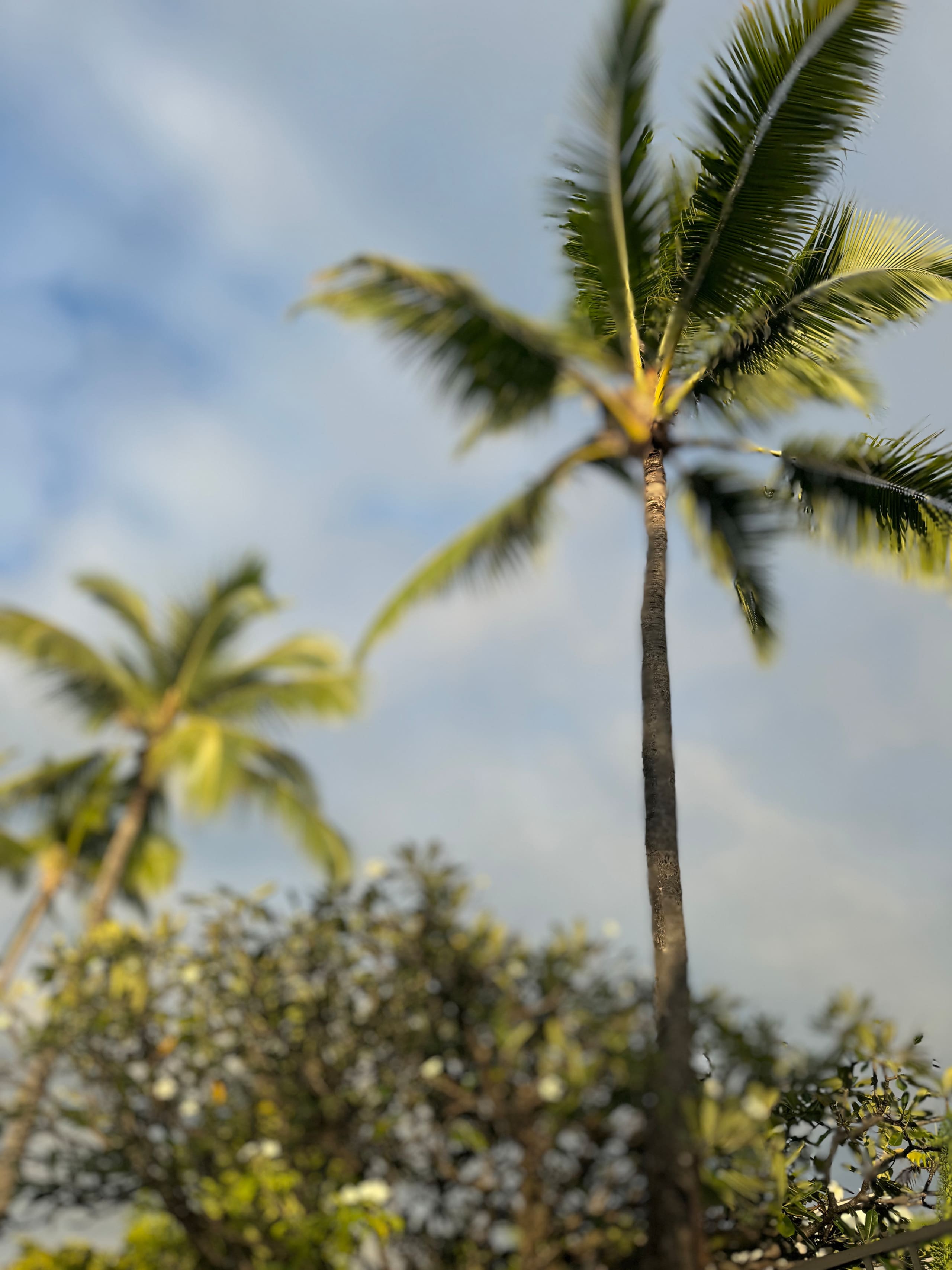 Townhouse in Kailua-Kona · ★4.75 · 1 bedroom · 2 beds · 1 private bath - Image 12
