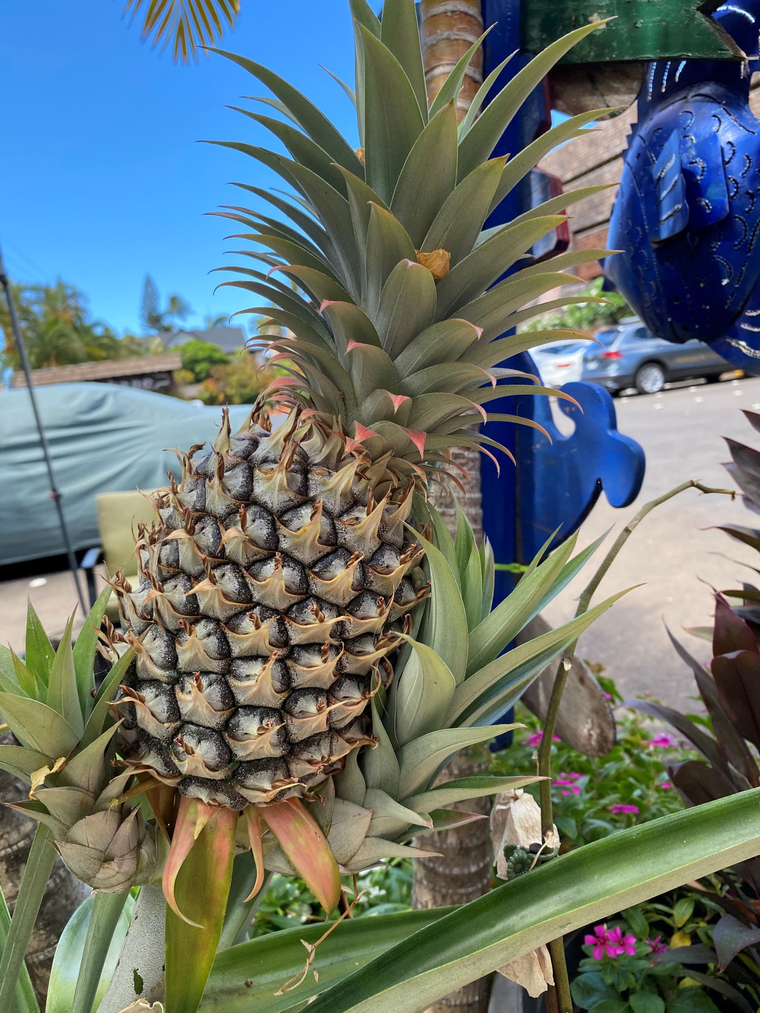 Condo in Lahaina · ★5.0 · 1 bedroom · 1 bed · 1 private bath - Image 42