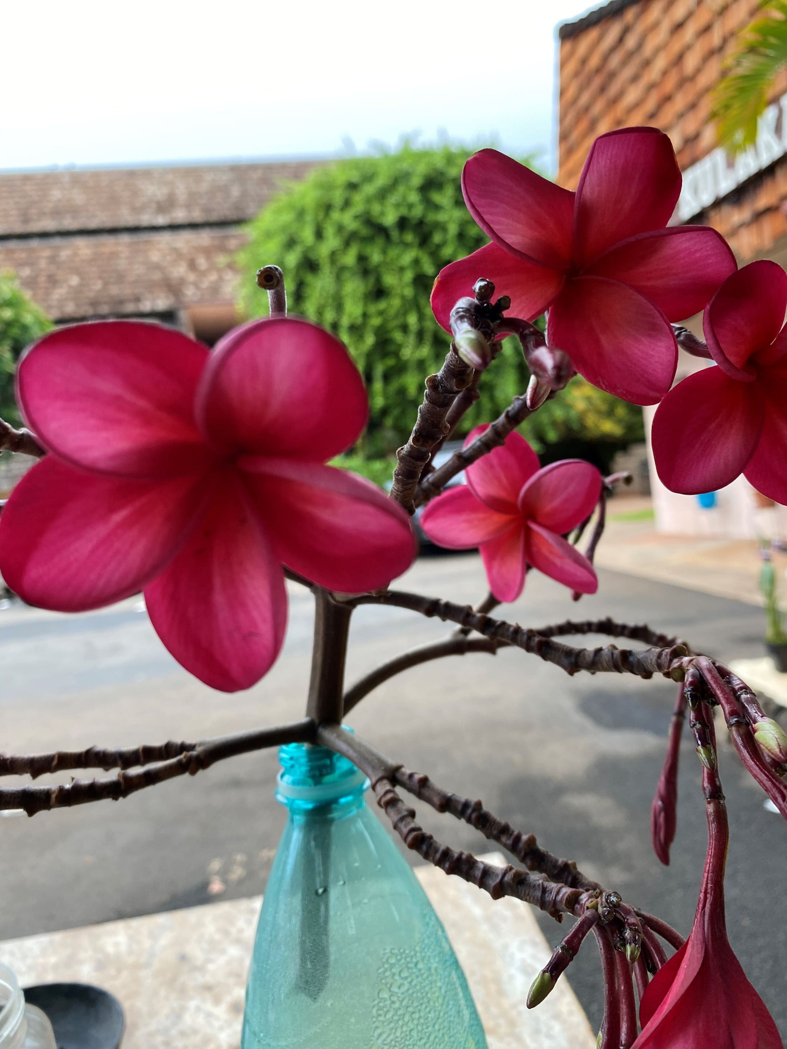 Condo in Lahaina · ★4.81 · 1 bedroom · 1 bed · 1 private bath - Image 30