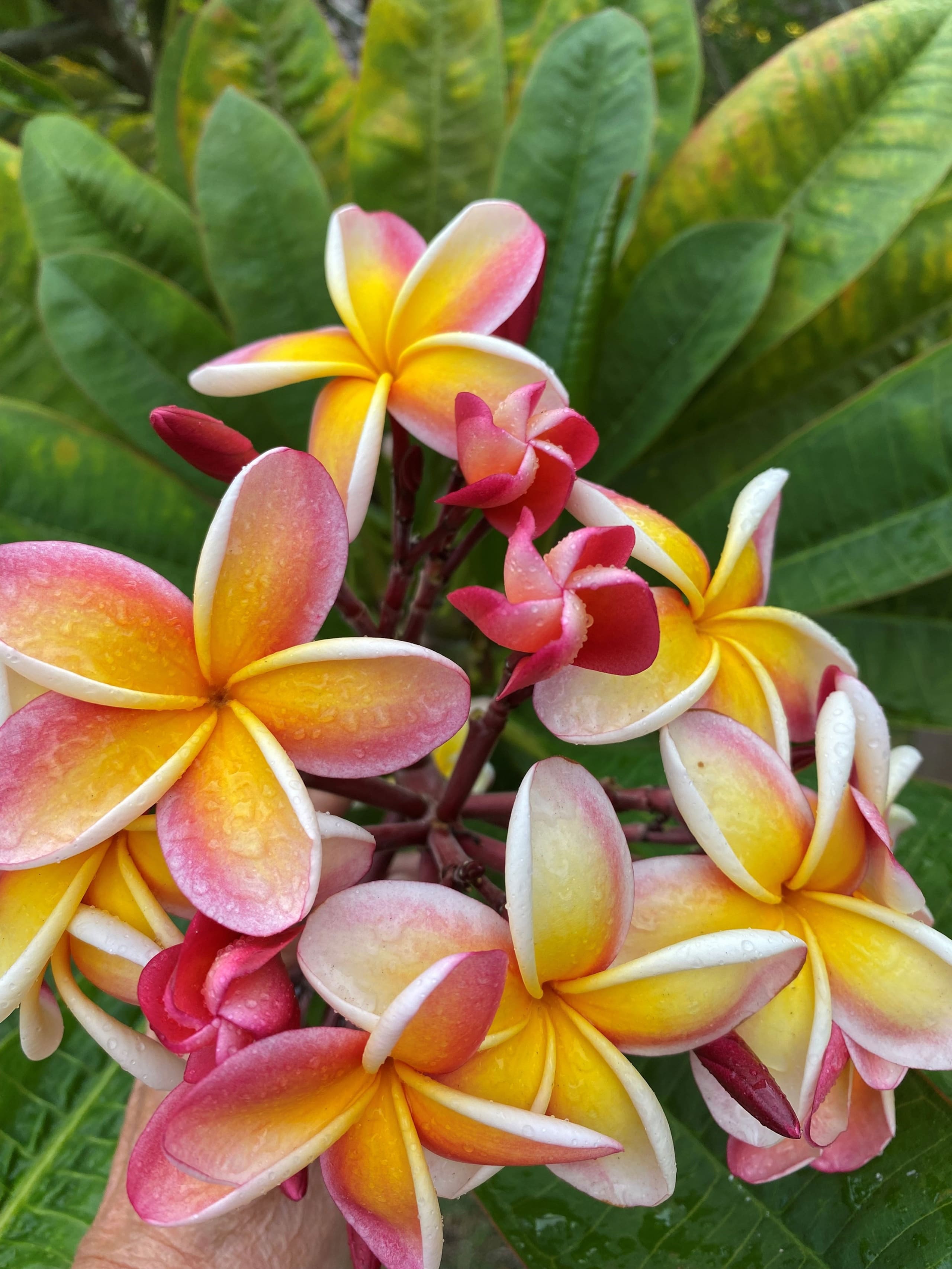 Condo in Lahaina · ★4.81 · 1 bedroom · 1 bed · 1 private bath - Image 28
