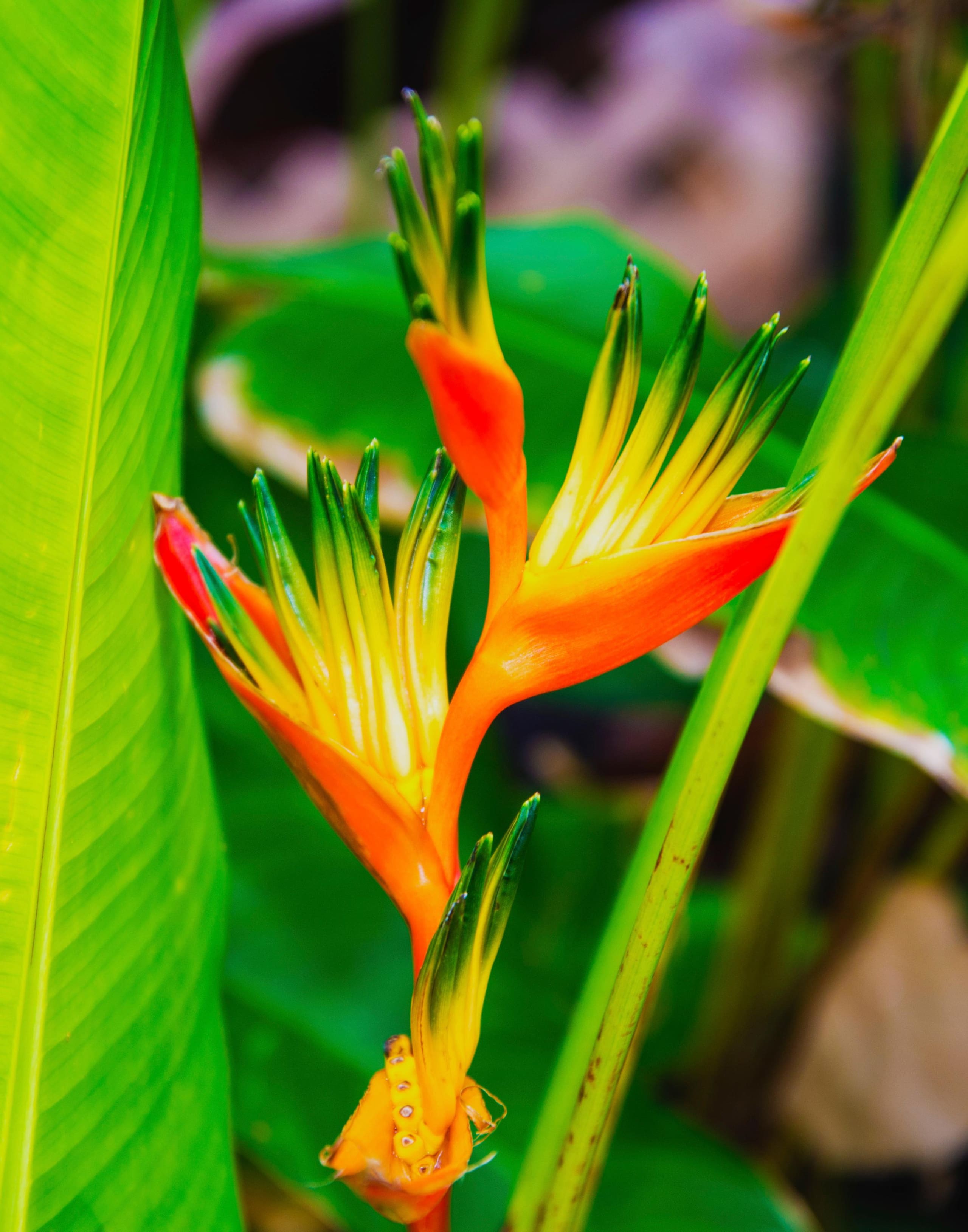 Condo in Lahaina · ★4.85 · 1 bedroom · 1 bed · 1 bath - Image 27