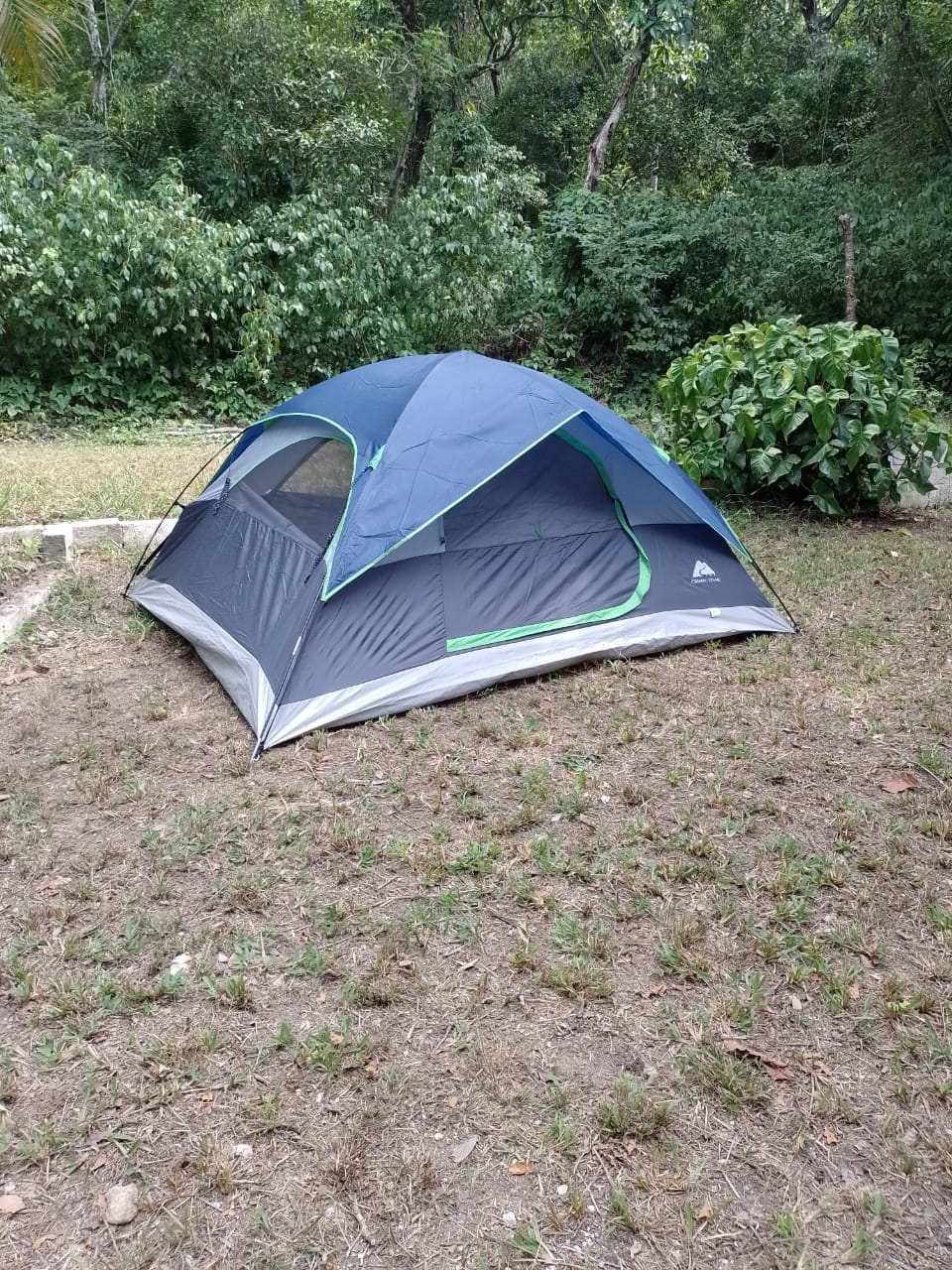 A spacious tent is set up on a grassy area, surrounded by lush greenery and bushes. The tent features a blue top with green accents and mesh windows. Natural light filters through the surroundings, enhancing the peaceful outdoor environment.