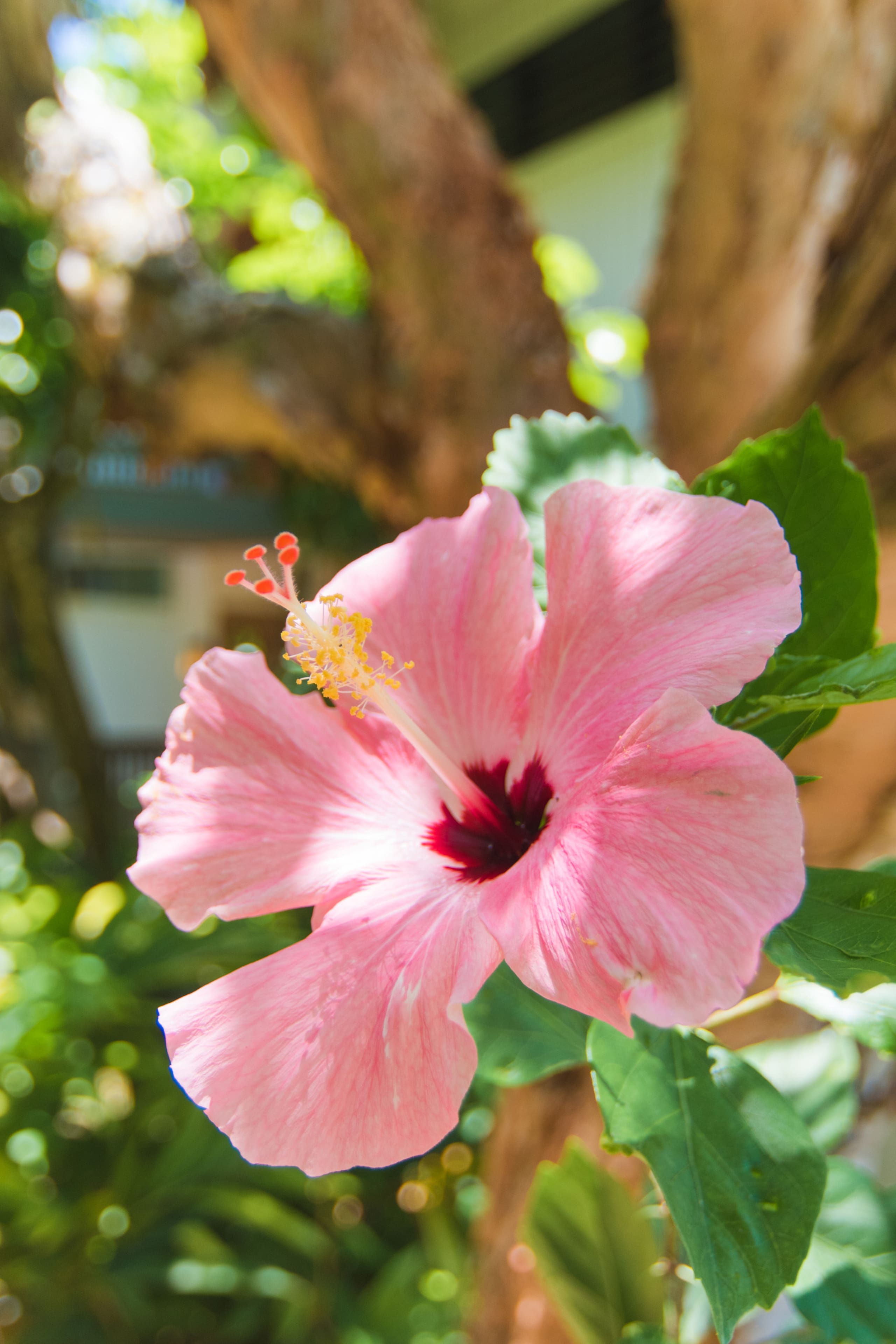 Condo in Princeville · ★4.9 · Studio · 1 bed · 1 bath - Image 16