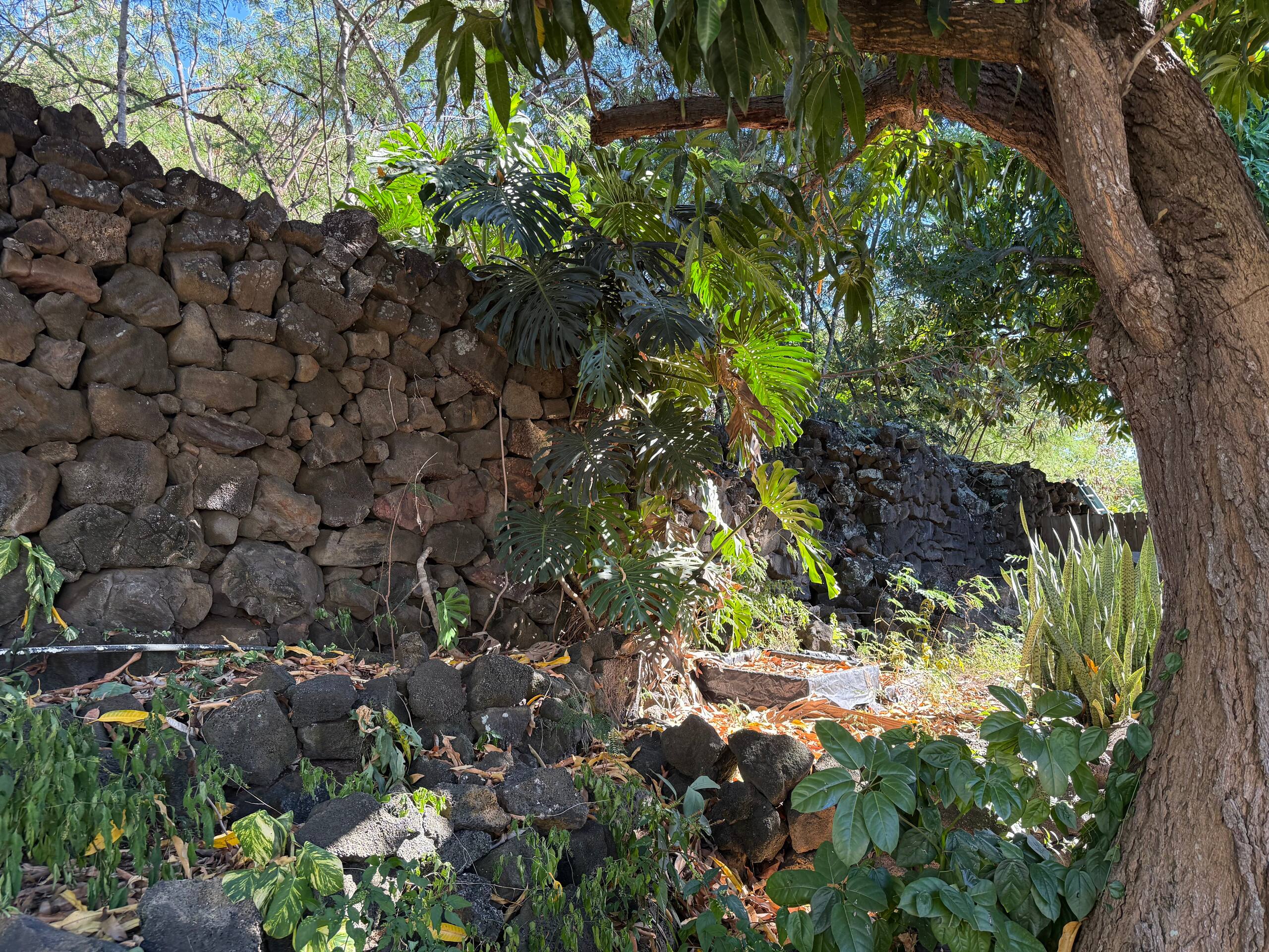 Quiet Peaceful Apt. ML2 w/large Lanai in Kona town - Photo 4