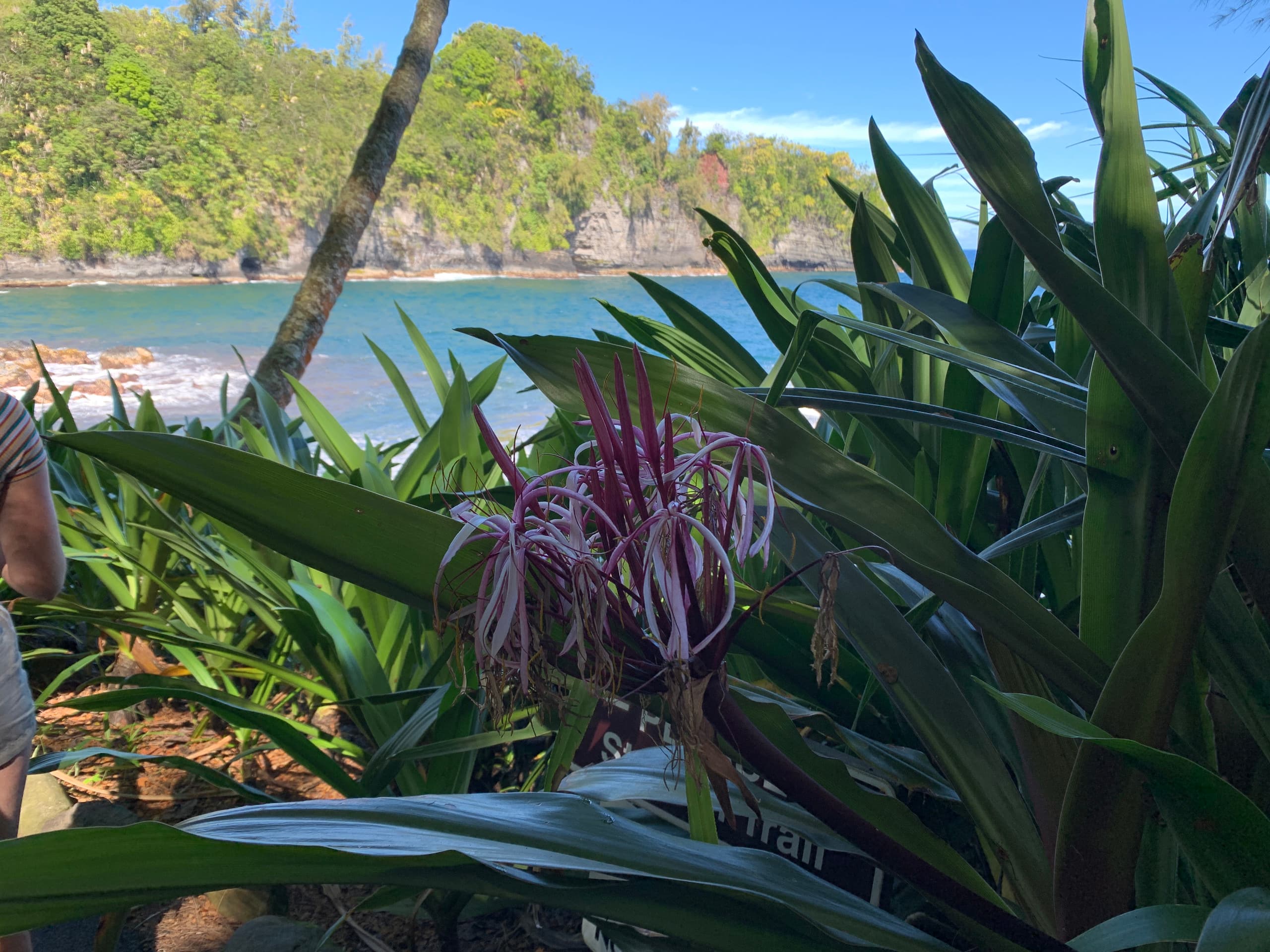 Condo in Kailua-Kona · ★4.83 · 1 bedroom · 3 beds · 2 shared baths - Image 50