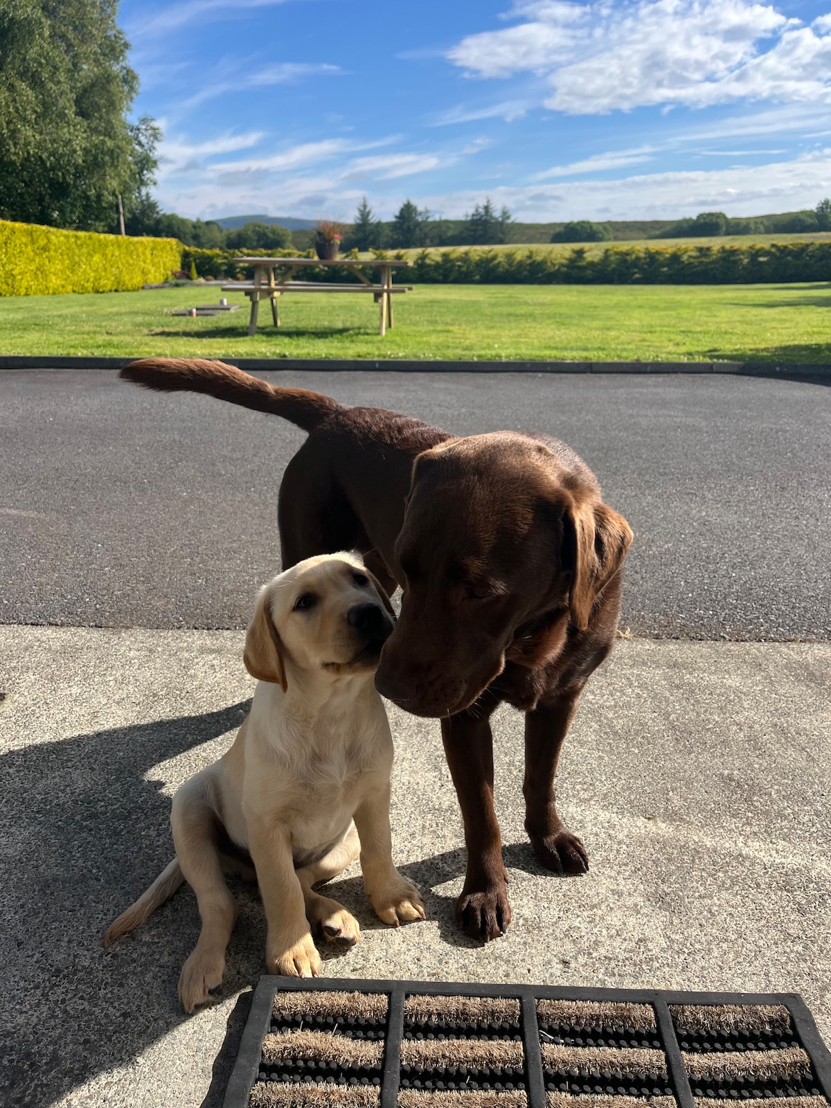 Two dogs are captured in the image, one brown and the other light beige. The brown dog stands tall beside the smaller beige puppy, which appears to be affectionate. A green landscape and clear sky serve as the backdrop, adding to the serene outdoor setting.