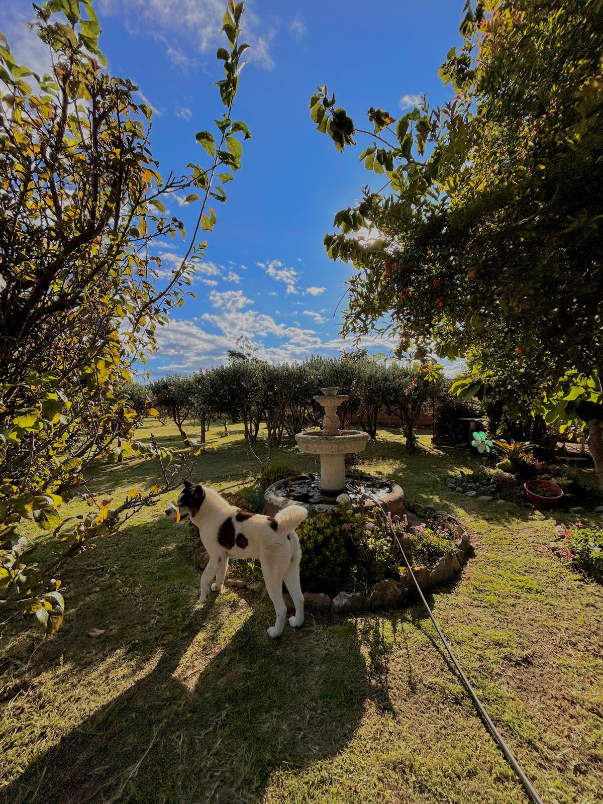 A sunny garden is surrounded by various green trees and shrubs. A decorative fountain is centered among colorful flowers, creating a serene atmosphere. A dog stands nearby, exploring the lush greenery and adding a sense of life to the tranquil setting.
