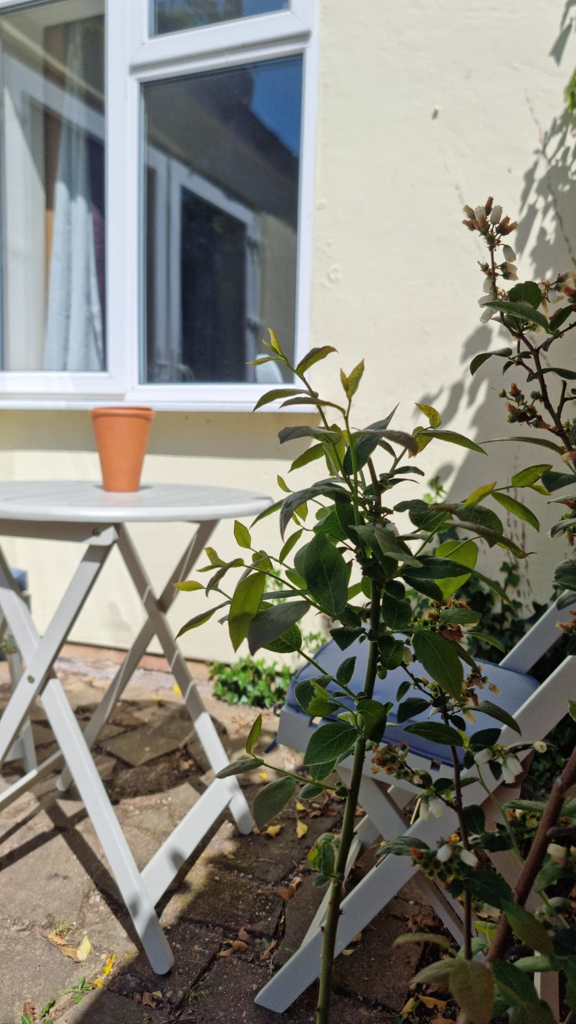 A small outdoor space features a light-colored table with a flower pot and two folding chairs. Lush green plants surround the area, with a sunny window partially visible in the background, providing a serene spot to relax.