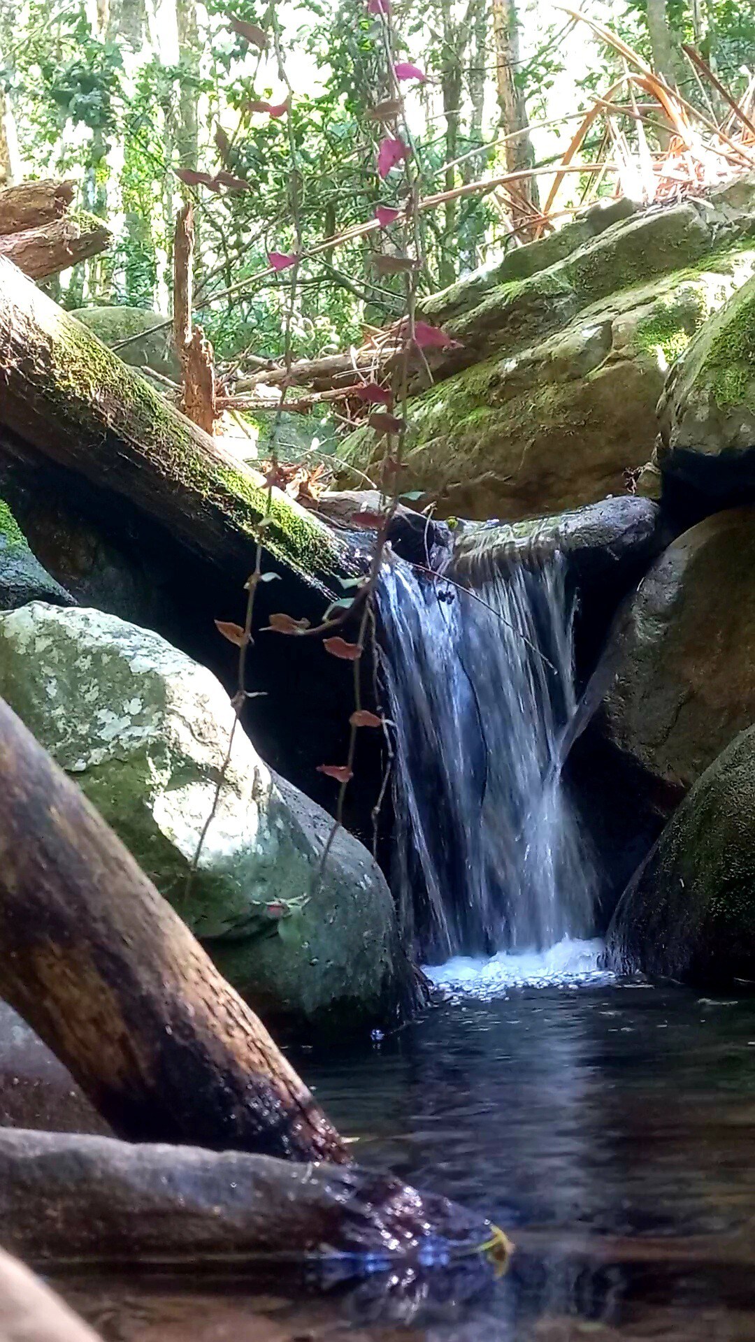 A small waterfall is observed cascading over smooth rocks, surrounded by lush greenery. Sunlight filters through the trees, creating dappled light over the tranquil pool at the base of the waterfall. Eroded logs and stones add to the natural aesthetic of the scene.