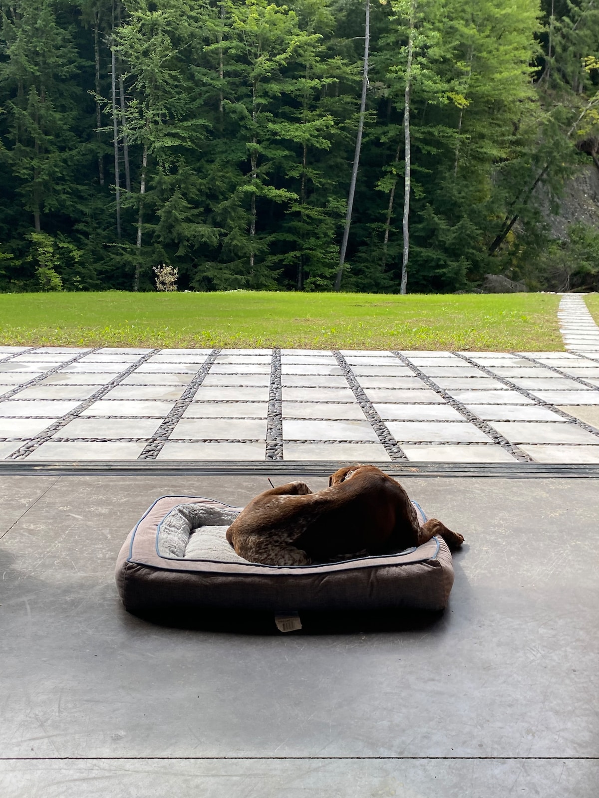 A brown dog rests peacefully on a cushioned bed situated on a patio. The backdrop features a serene view of a lush green forest, with sunlight filtering through the trees, enhancing the tranquil outdoor setting.