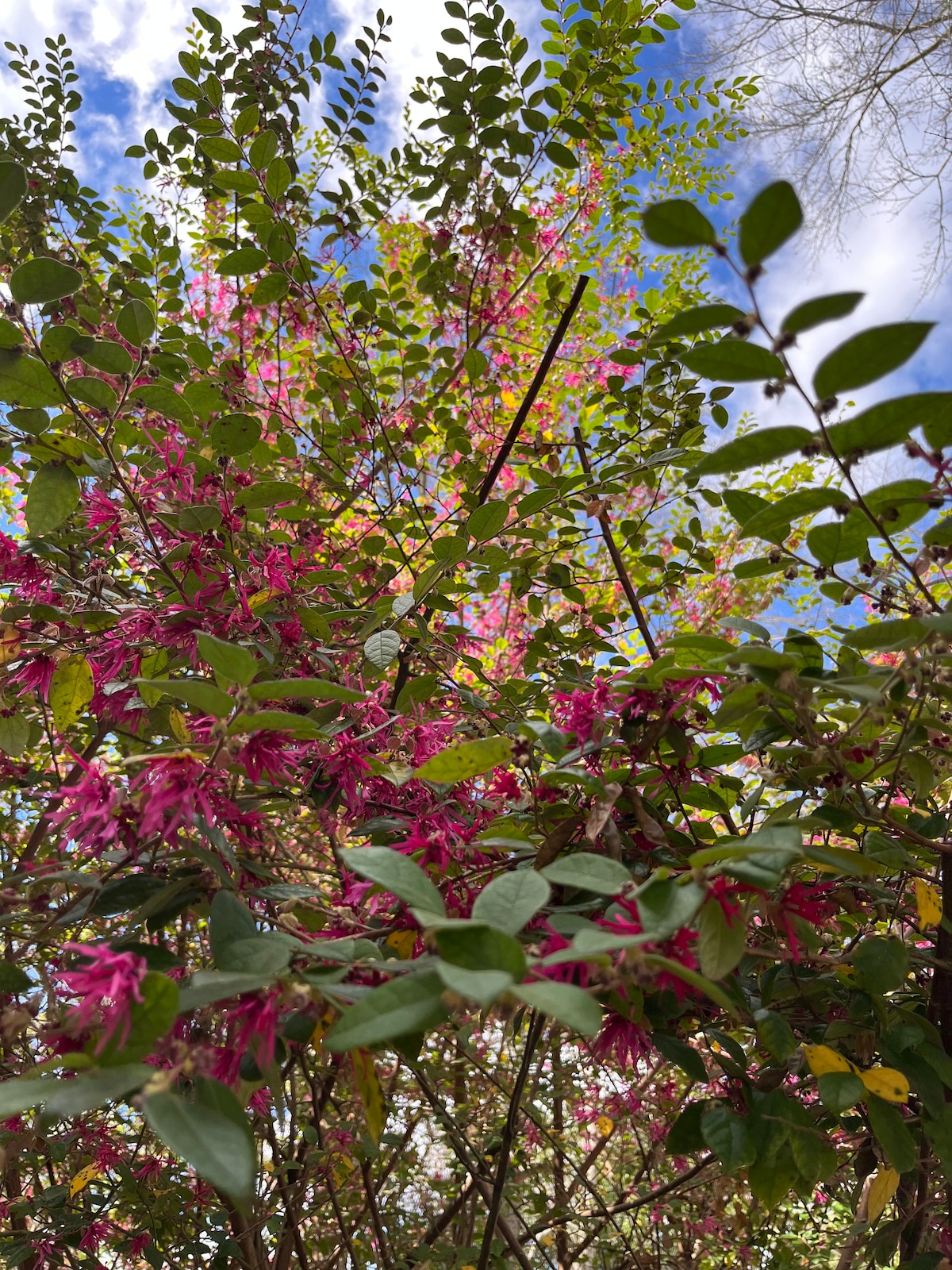 Green foliage frames vibrant pink flowers against a backdrop of clouds and blue sky. The image captures a close-up perspective of the flora, highlighting the interplay of colors and the natural setting.