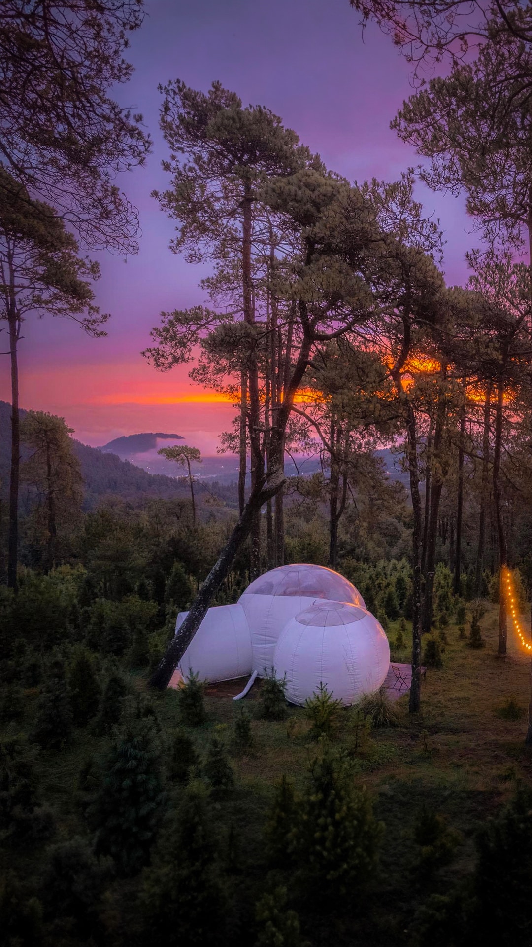 A unique bubble structure is nestled among tall trees, surrounded by lush greenery. The sky displays soft shades of pink and purple at sunset, creating a serene backdrop for the glamping experience.