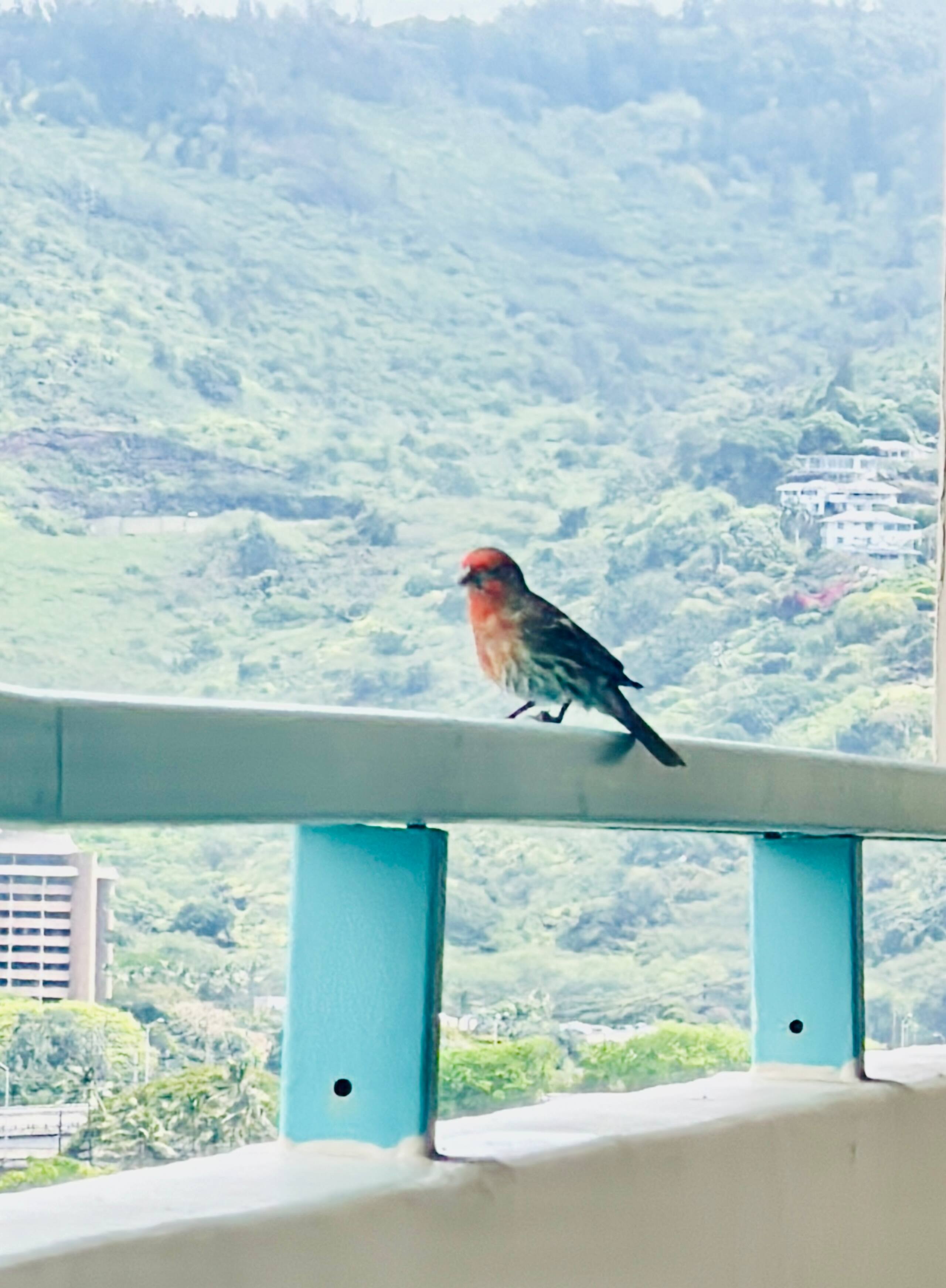 Top-Floor 1BR Penthouse in Waikiki - Image 29