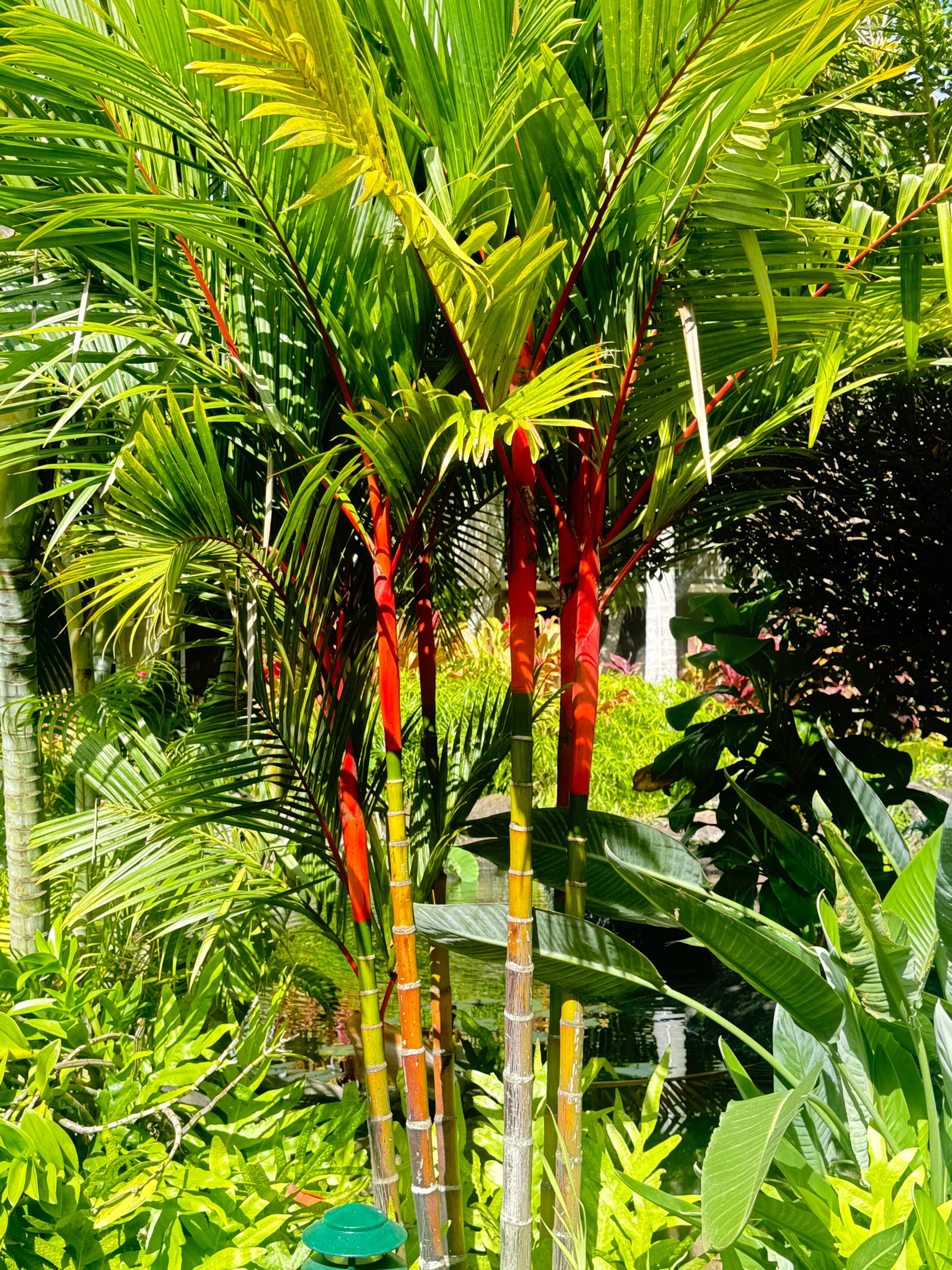 Condo in Lahaina · ★4.67 · 1 bedroom · 2 beds · 1 bath - Image 45