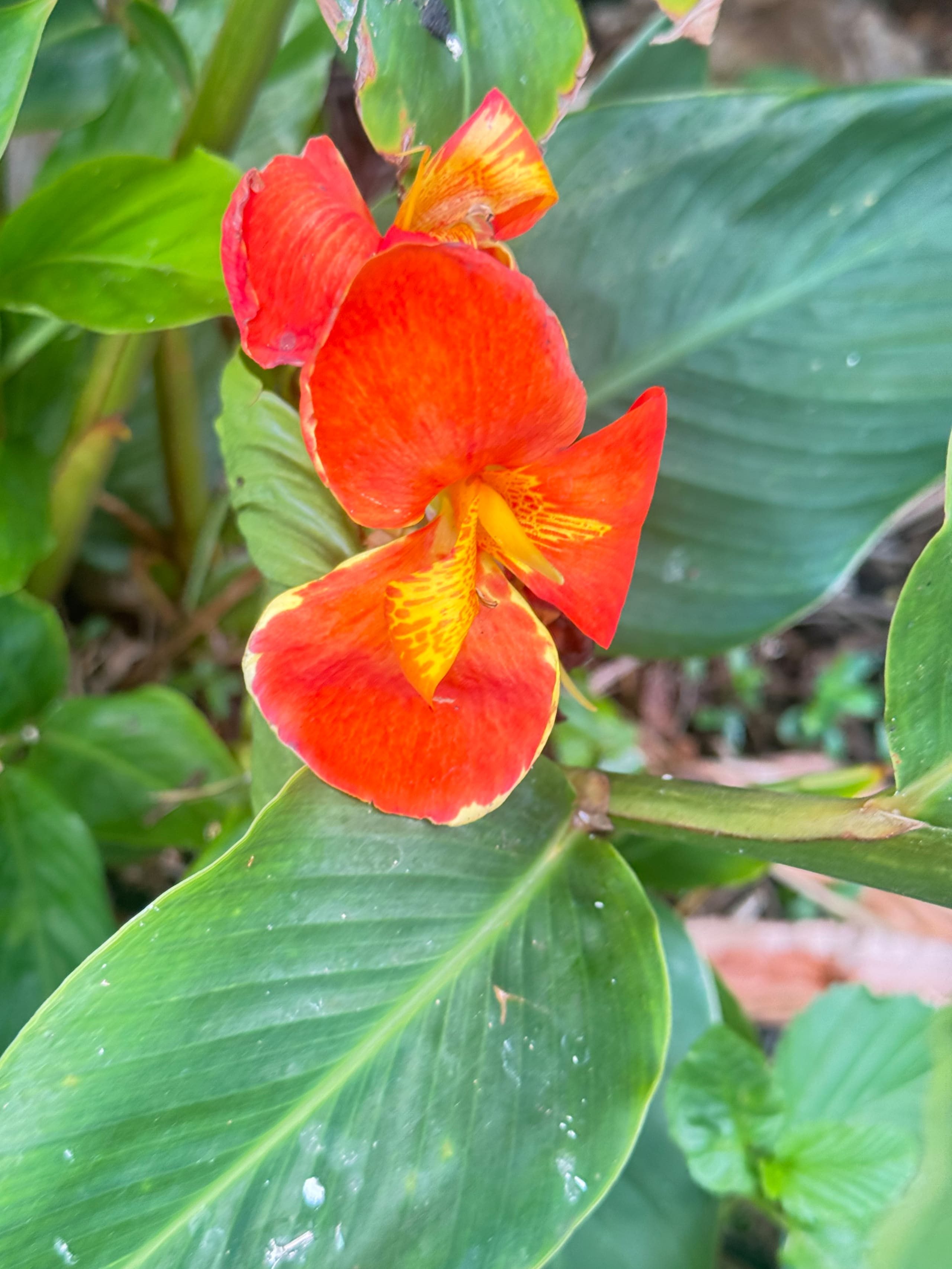 Condo in Lahaina · ★4.67 · 1 bedroom · 2 beds · 1 bath - Image 39