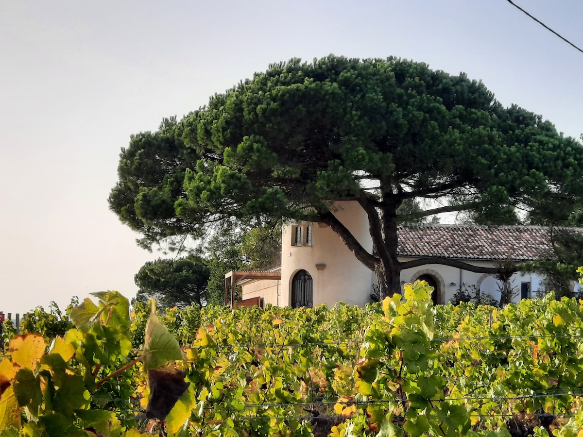 A large, leafy tree offers shade near the charming building surrounded by rows of grapevines. The structure features arched windows and a rustic roof, creating an inviting presence amidst the vibrant vineyard landscape.