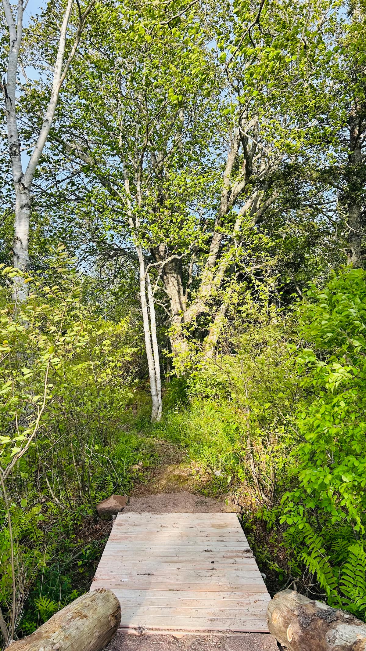 Wooden bridge along the forest trail