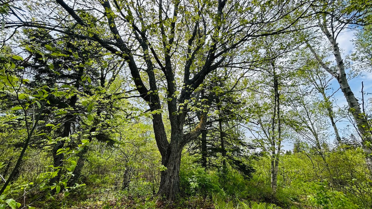 The 500-year-old majestic maple tree