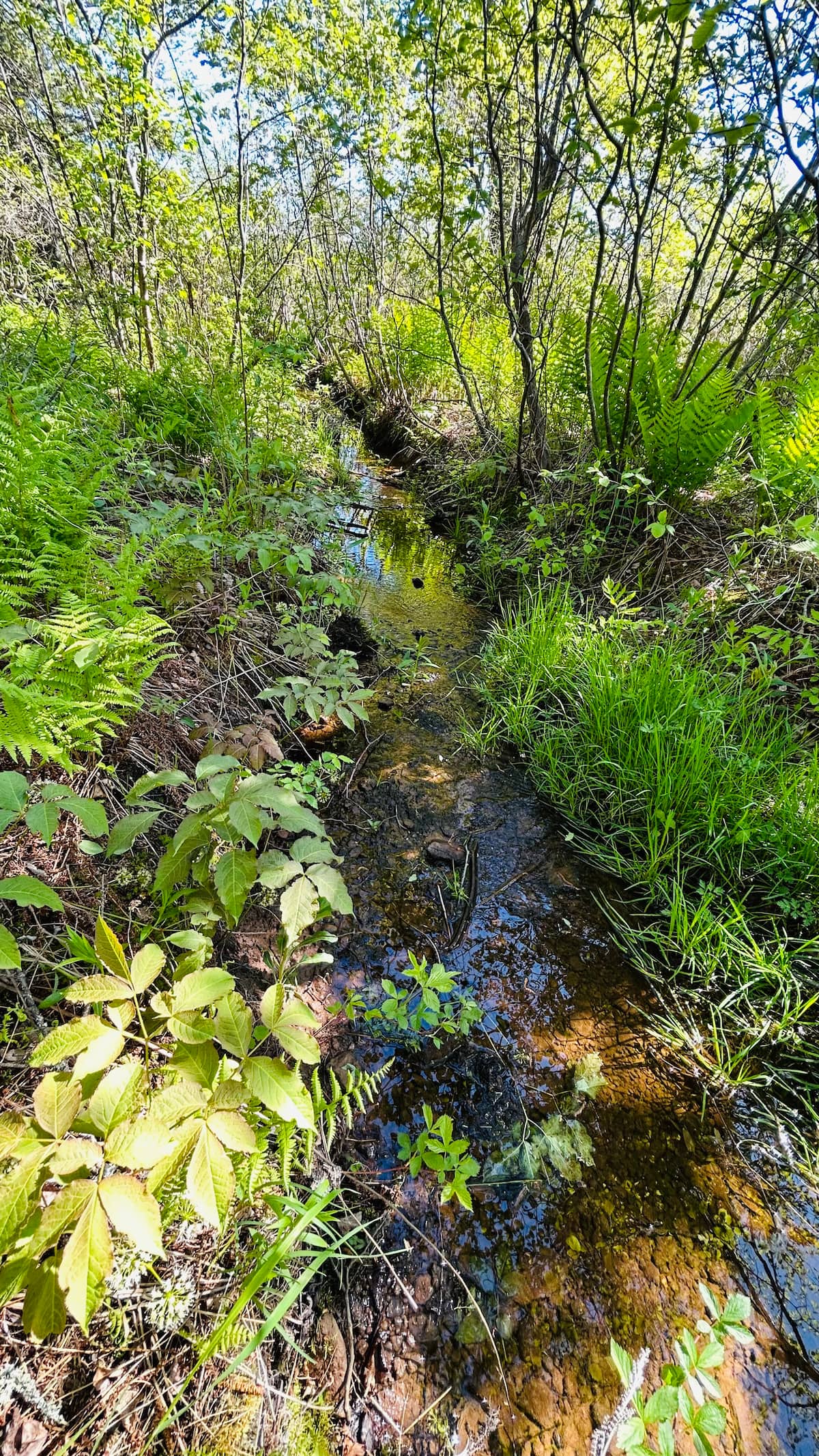 Natural creek and lush greenery