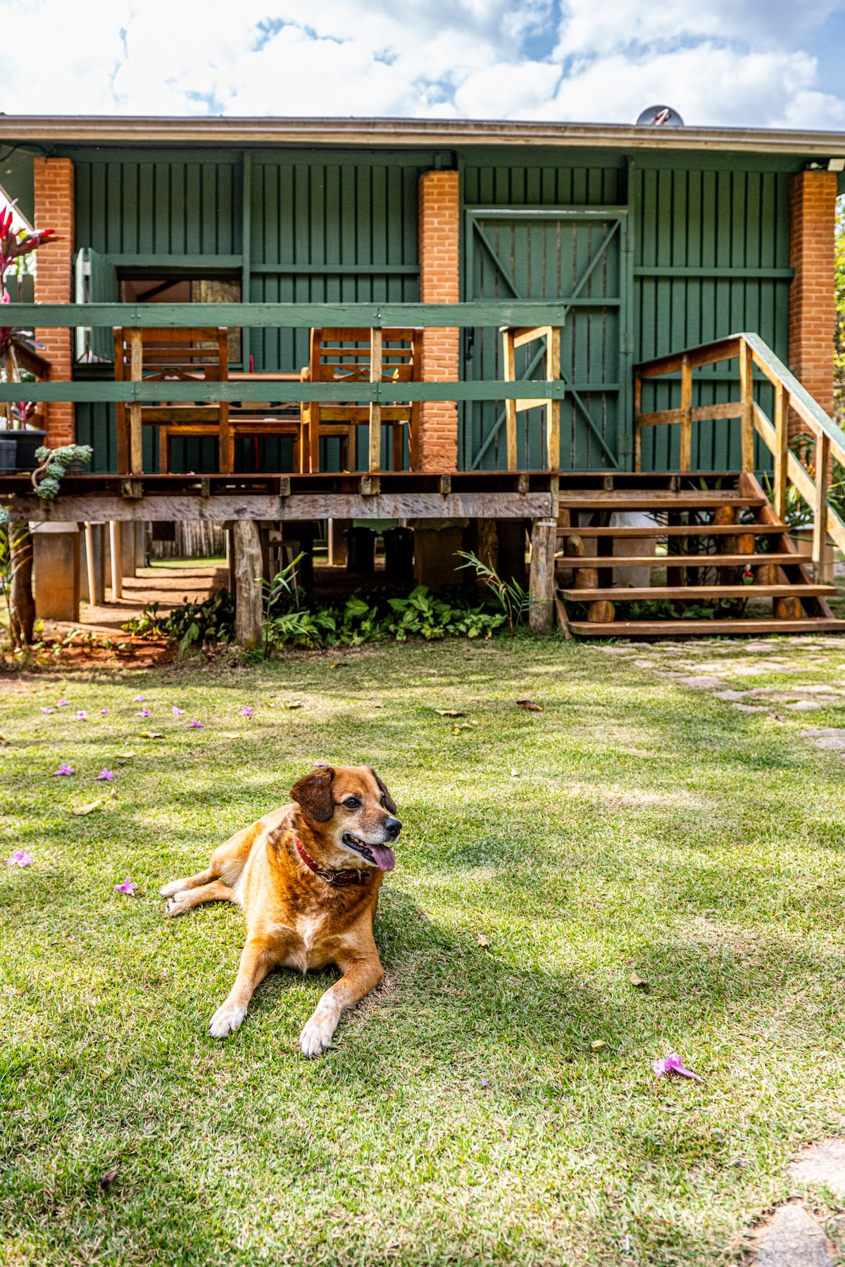 A tranquil outdoor scene features a friendly dog resting on the lush green lawn of Casa Celeiro. The rustic loft with green wooden siding is framed by wooden steps leading to the entrance, surrounded by vibrant plants and scattered petals.