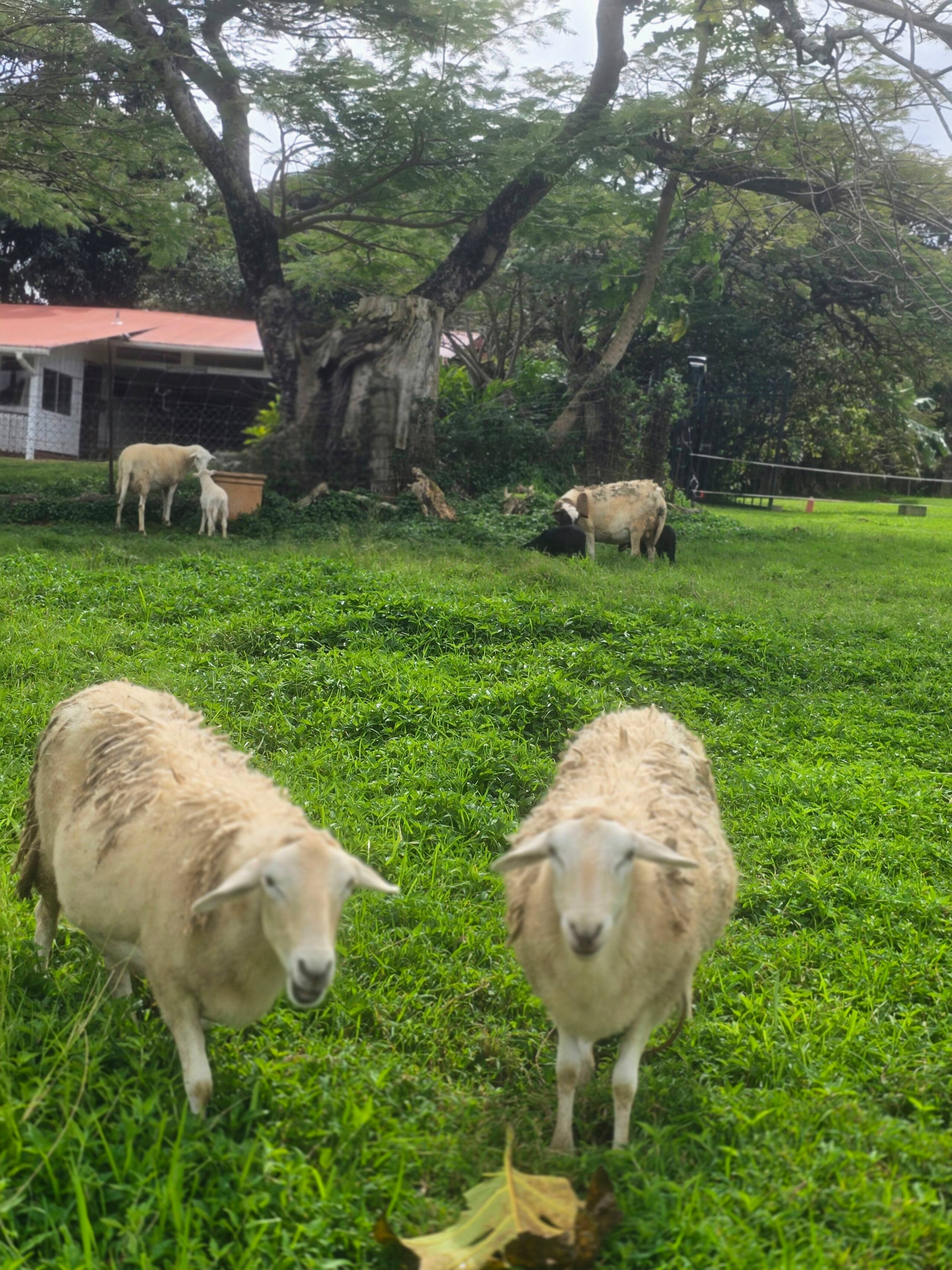Old Hawaii's Rustic Charm - Hui  - Photo 6