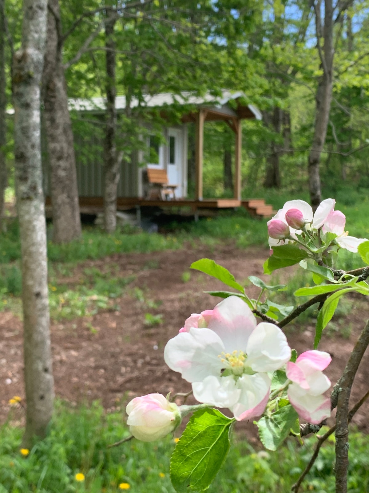 A close-up of blooming pink and white flowers is featured in the foreground, contrasting with the green grass and foliage. In the background, a tiny cabin is nestled among trees, showcasing a covered veranda and a welcoming entryway.
