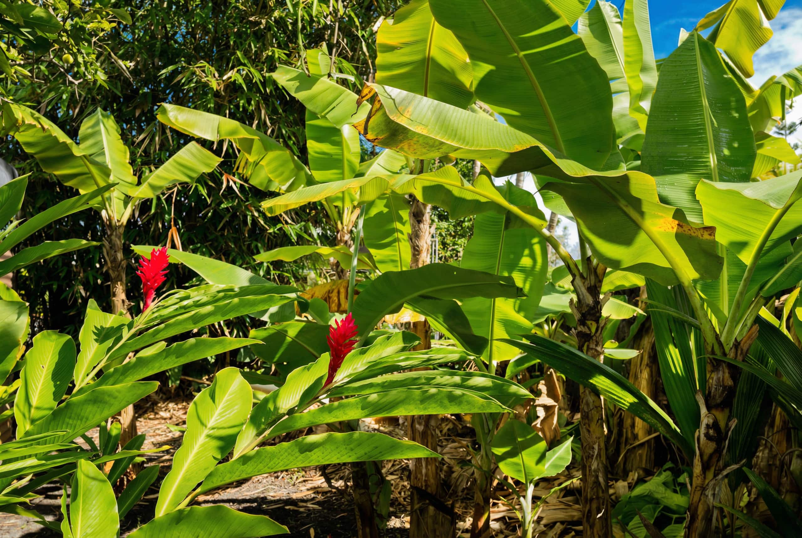 Home in Pahoa · ★4.94 · 2 bedrooms · 2 beds · 2 baths - Image 35
