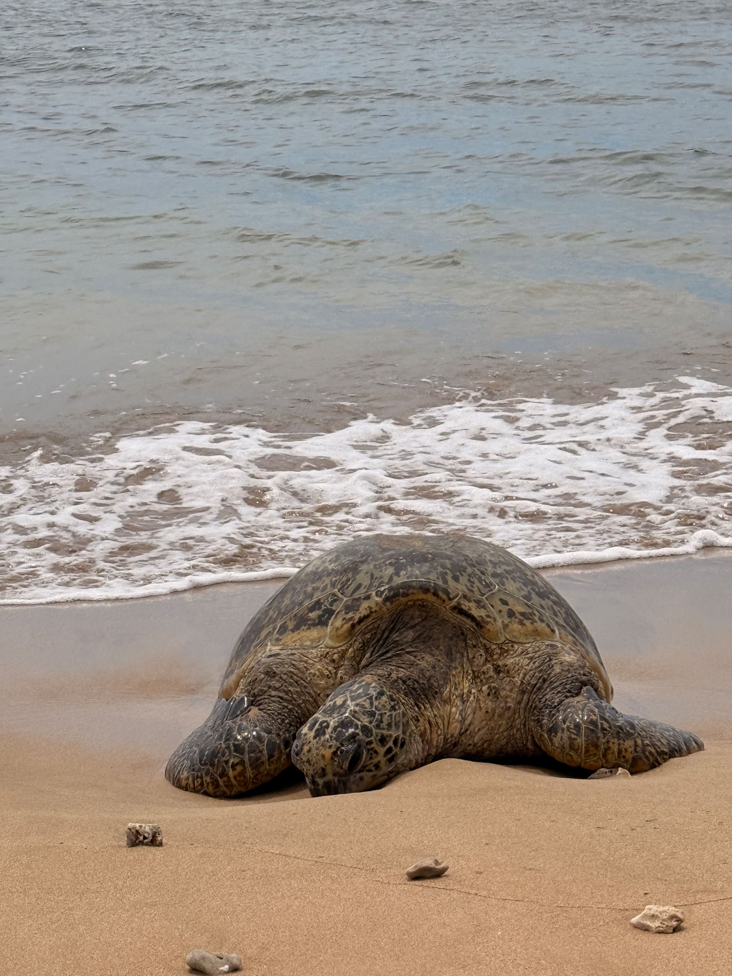 Condo in Kihei · ★4.95 · 2 bedrooms · 4 beds · 1 bath - Image 39