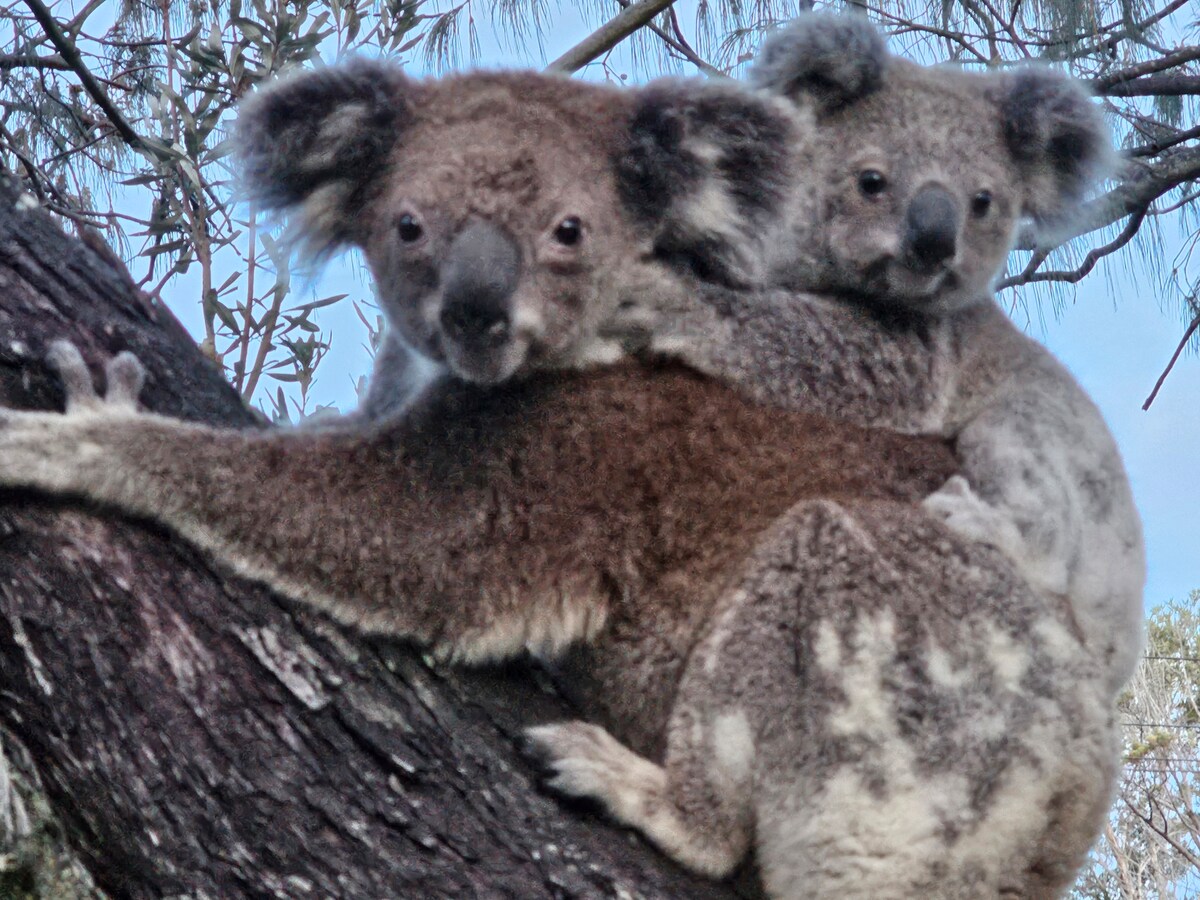 Two koalas are embraced on a tree branch, highlighting a nurturing interaction. The fur is textured in shades of gray and brown, with large ears and prominent noses visible. Surrounding foliage contributes to a natural setting, fostering a peaceful atmosphere.
