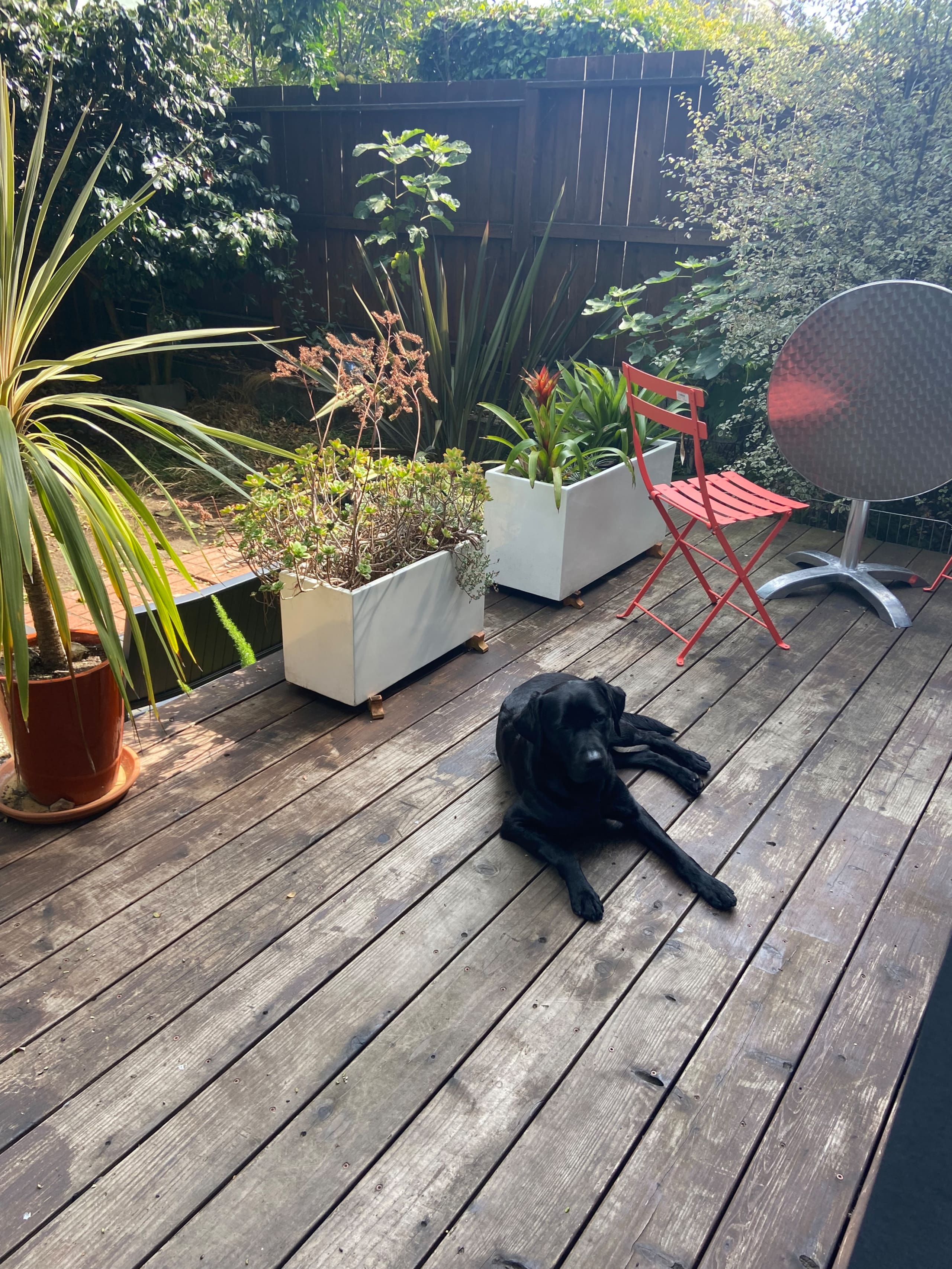 Peaceful garden space in nice neighborhood in SF - Image 15