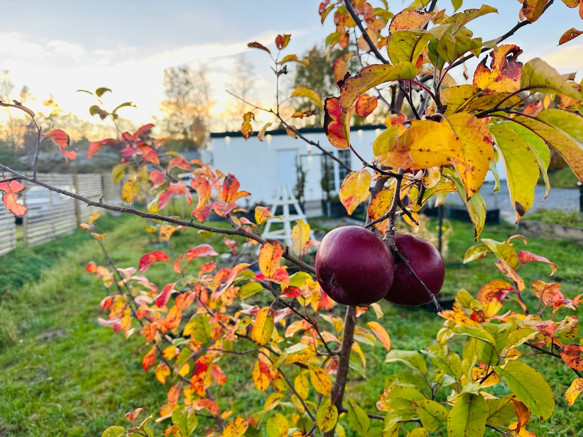 A branch of an apple tree displays two ripe apples among vibrant autumn leaves, showcasing a mix of yellow and orange hues. The background features a glimpse of a structure set in a lush green area, illuminated by soft evening light.