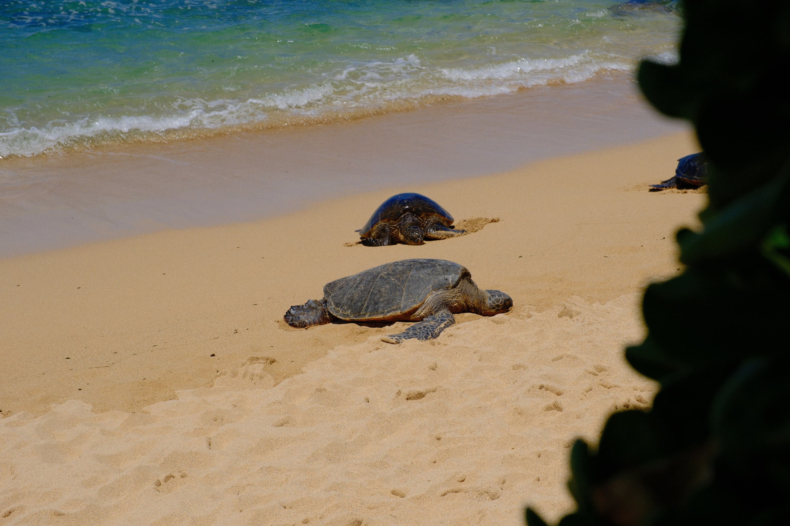 Condo in Kihei · ★4.96 · 2 bedrooms · 3 beds · 2 shared baths - Image 11