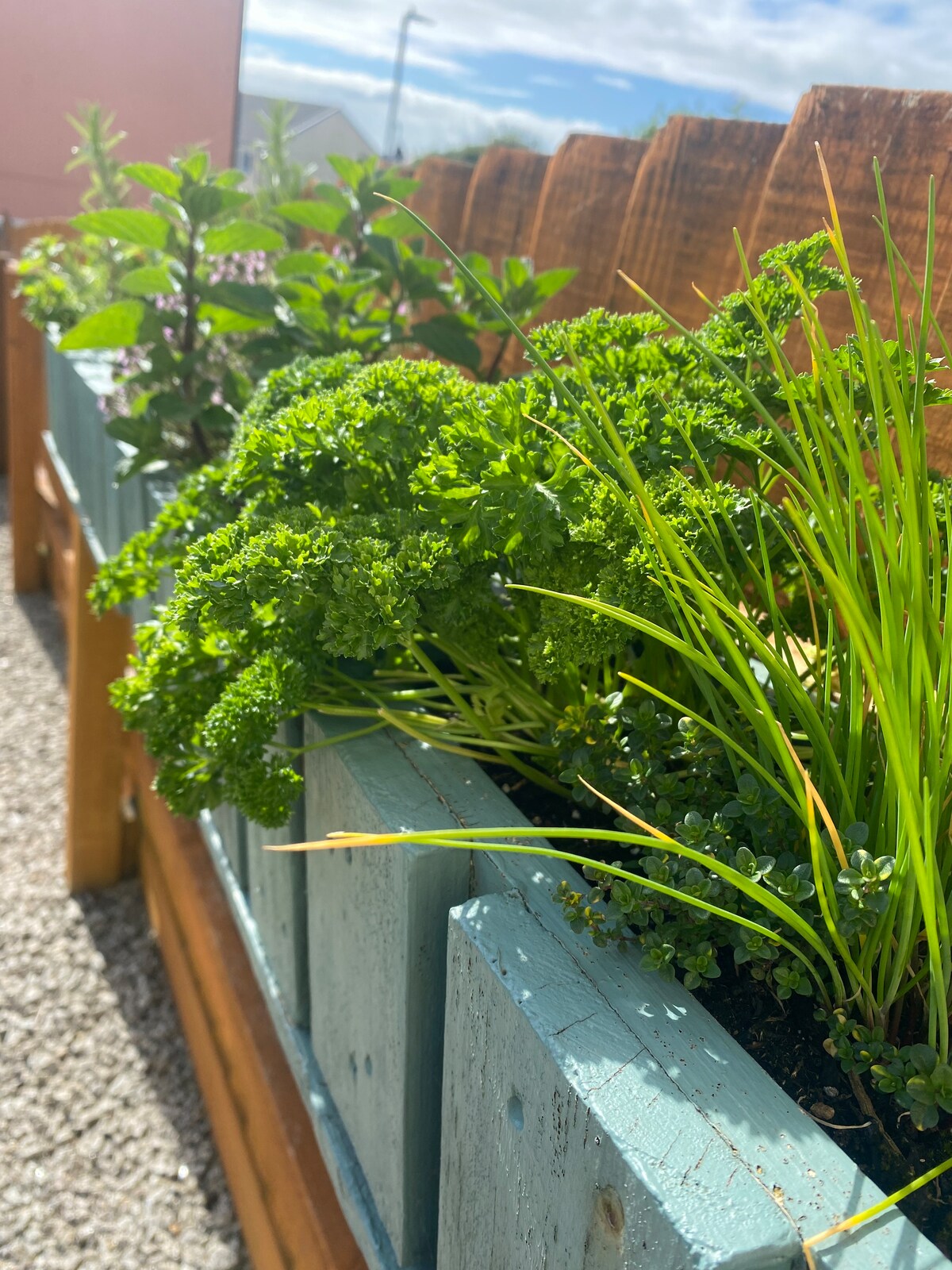 A wooden raised garden bed is filled with fresh herbs, including vibrant green parsley and chives. The foliage appears lush and healthy, bathed in natural sunlight. The background features a wooden fence and a clear sky, enhancing the garden's serene setting.