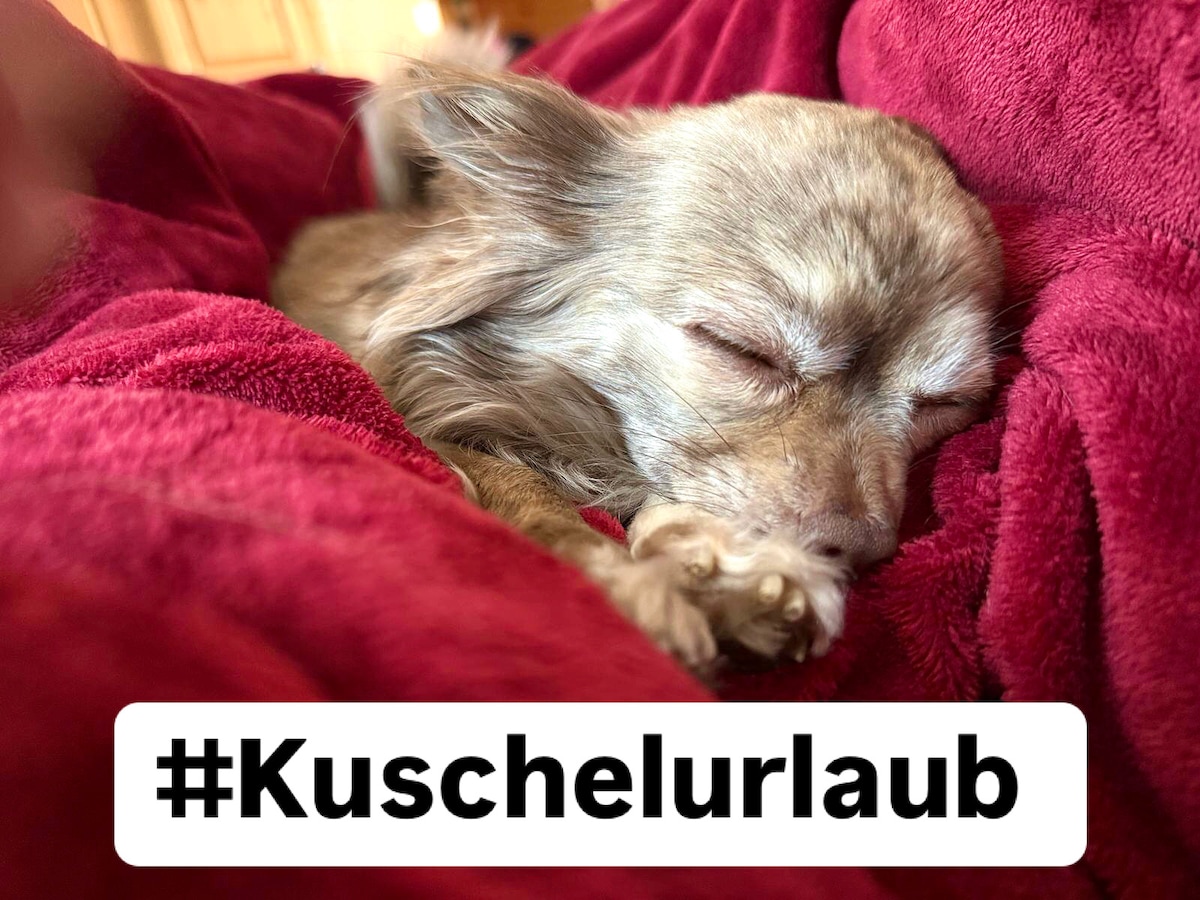 Tiefenentspannung im Tiny House!  Unser kleiner Gast genießt die wohlige Wärme im Bett– und das darf er auch! Bei uns im Tiny House im Wald sind Fellnasen willkommen und  Familienmitglieder. Wer kuschelt bald mit seinem Liebling hier? ♥️