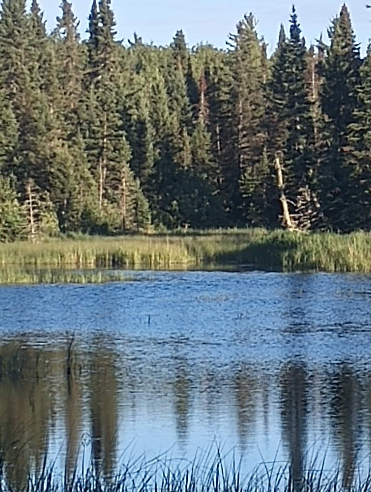 A serene landscape showcases calm water reflecting green trees along the shoreline. Tall grasses and reeds frame the scene, offering a natural border. Sunlight illuminates the surrounding forest, highlighting a peaceful and untouched wilderness environment.