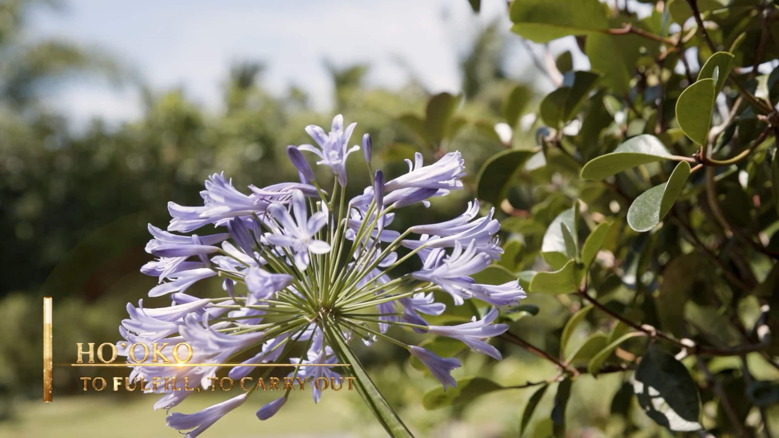Ho’oko’ana Maui Farm Stay. On Staycation TV - Photo 97