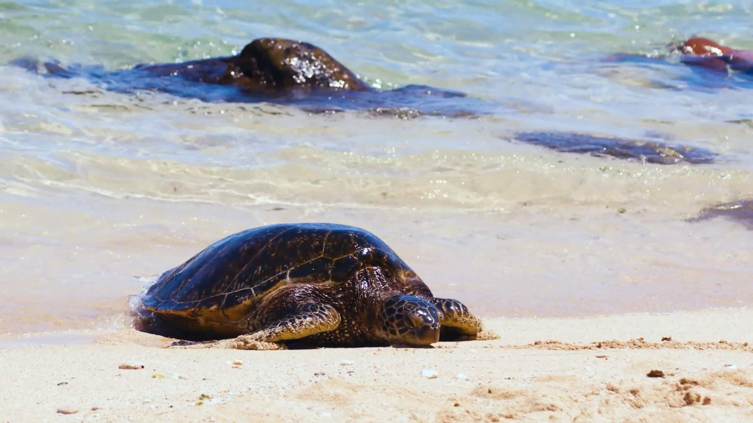 Ho’oko’ana Maui Farm Stay. On Staycation TV - Photo 100