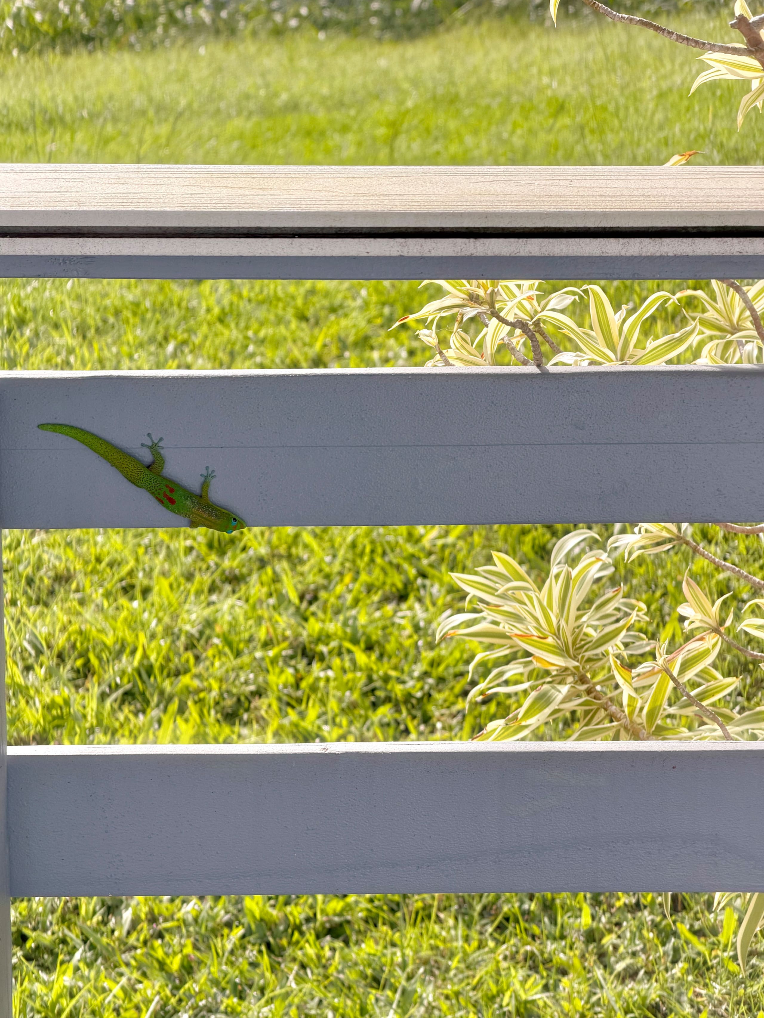 Guesthouse in Naalehu · ★4.46 · 2 bedrooms · 2 beds · 1 private bath - Image 64