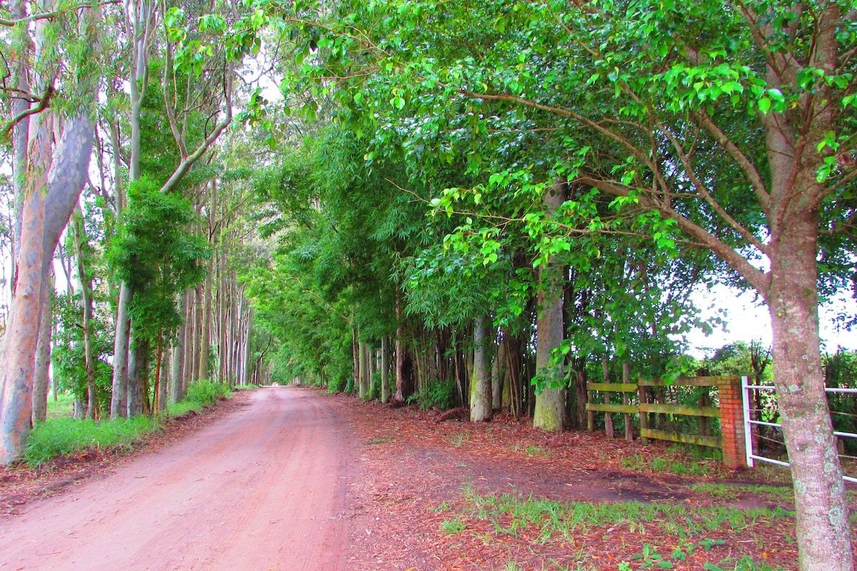 A dirt road lined with tall trees creates a shaded pathway. The greenery is abundant, with a mixture of leafy vegetation and eucalyptus trees. The ground is covered with fallen leaves, and a wooden fence is visible at the end of the road, hinting at the surrounding landscape.