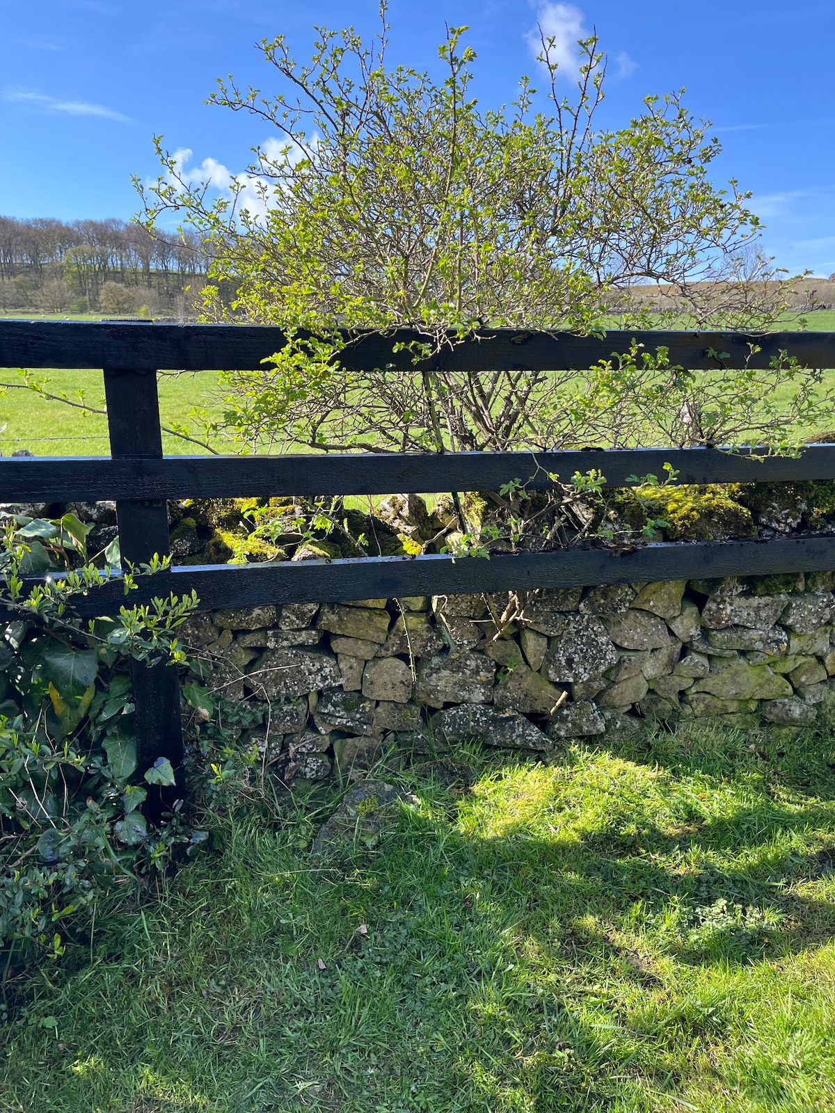 A black wooden fence borders a stone wall, creating a natural boundary in the landscape. Lush green grass and small shrubs are visible at the base, while a tree with budding leaves provides a backdrop against a clear blue sky.