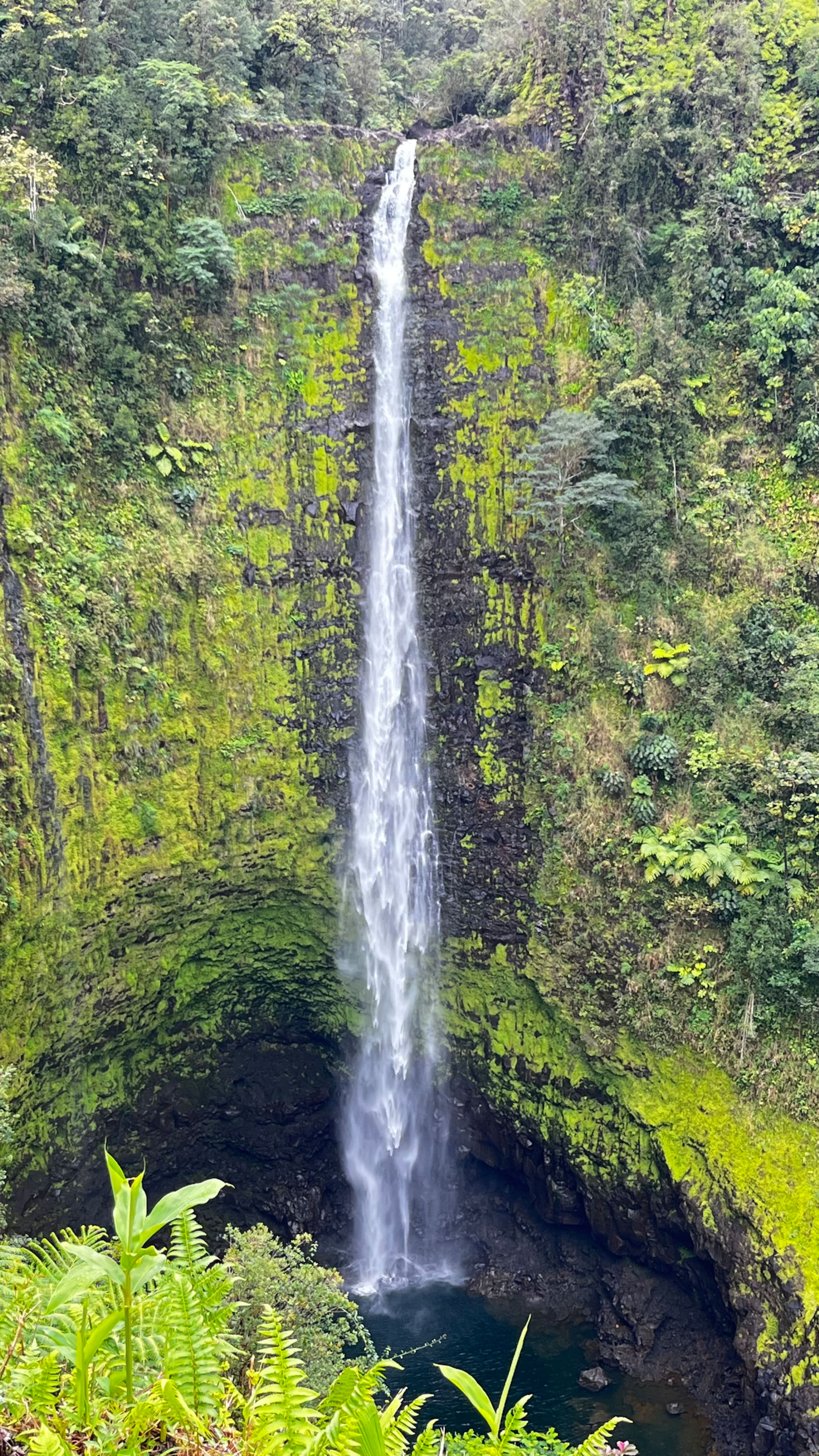 Guesthouse in Hilo · ★5.0 · Studio · 1 bed · 1 bath - Image 21
