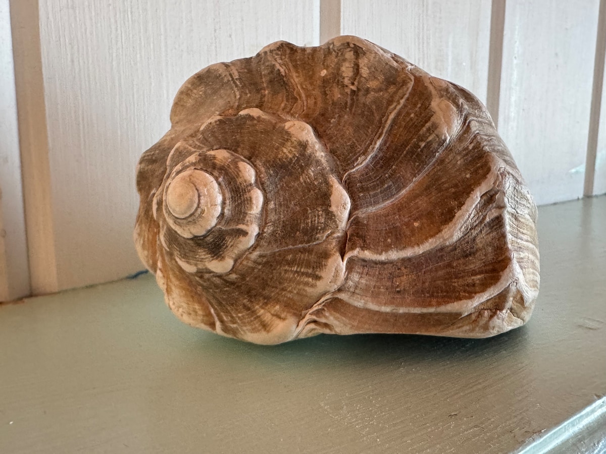 ช่วงเวลาของการหยุดตื่นตาตื่นใจกับความซับซ้อนที่สวยงามของเปลือกหอย...