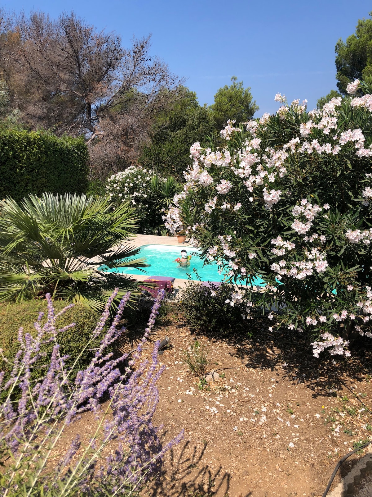 A serene outdoor space is framed by lush greenery and flowering bushes. A clear pool is visible, offering a refreshing spot surrounded by vibrant plants and natural elements. The sunny skies enhance the tranquil atmosphere of the garden setting.