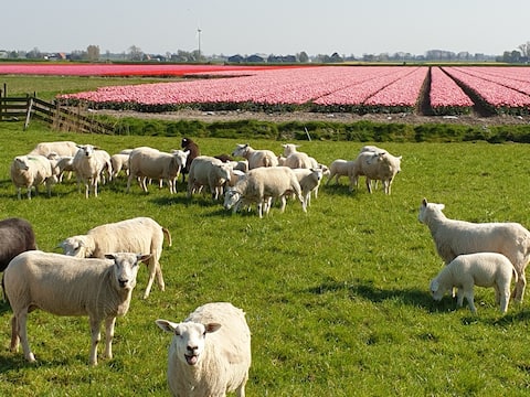 Unique accommodation for families and friends