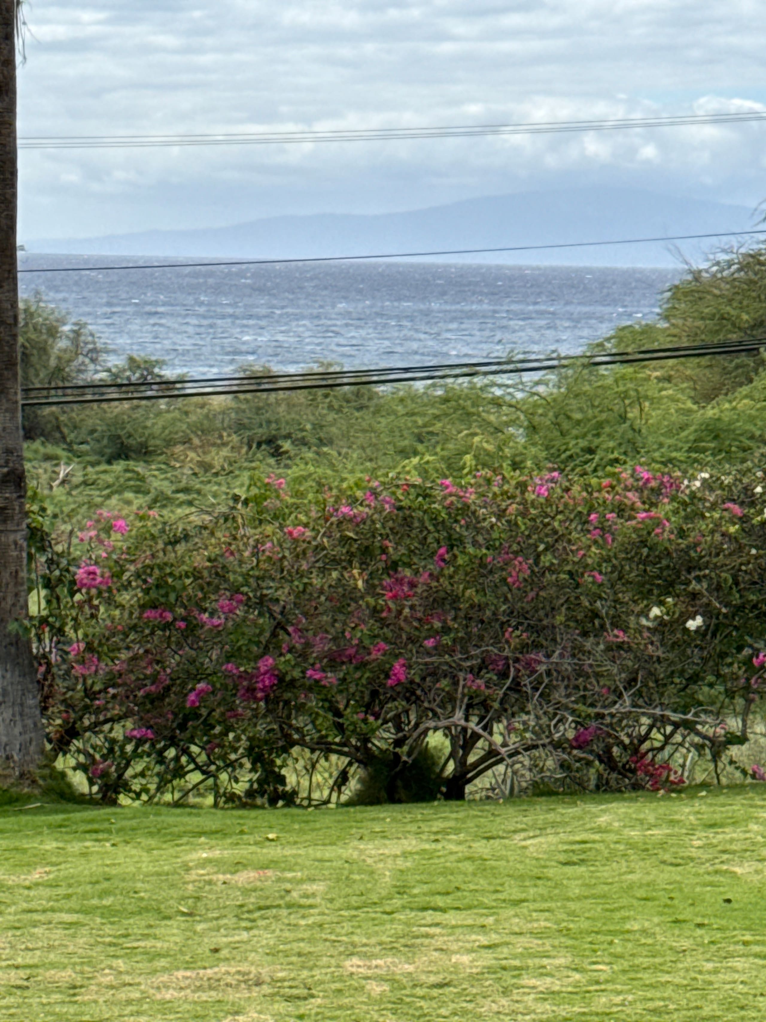 Condo in Kihei · ★5.0 · 2 bedrooms · 3 beds · 1 bath - Image 16