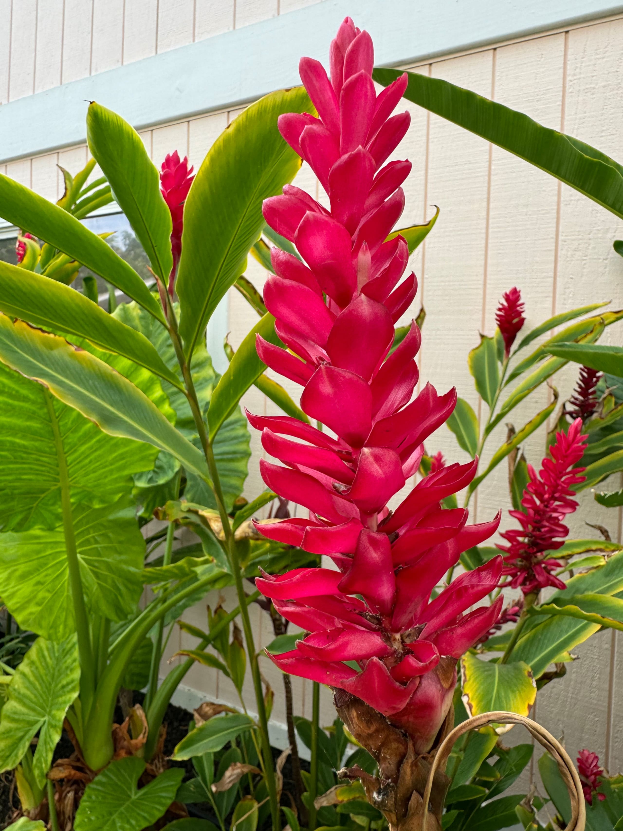1 Bdrm close to Kona on Alii Dr w/lanai-L - Photo 6