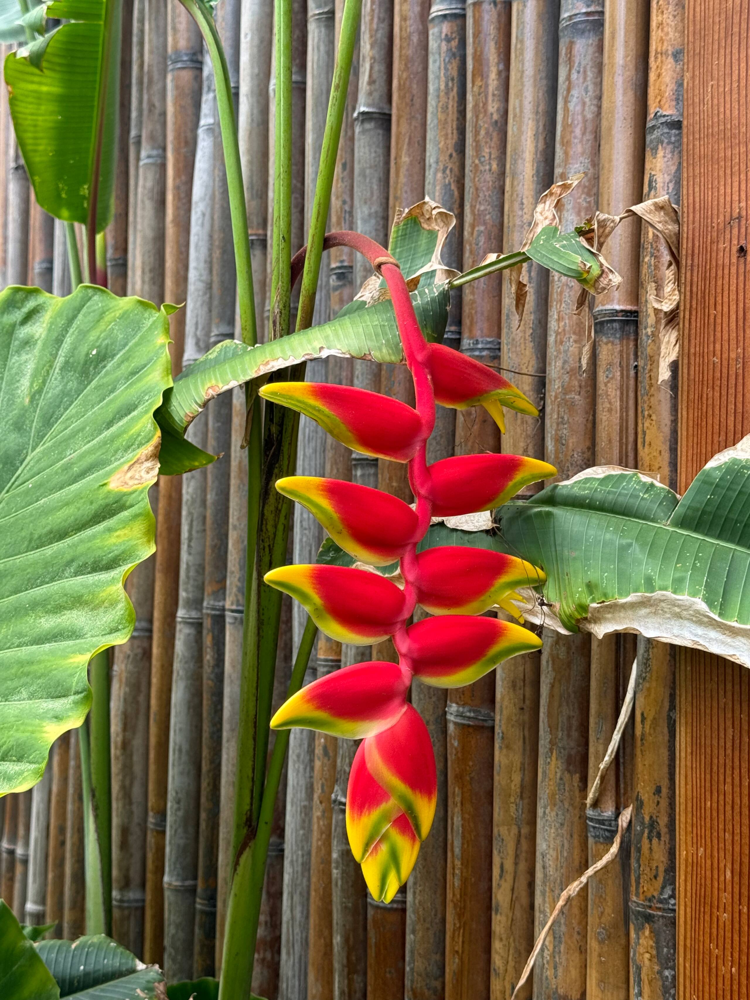 1 Bdrm close to Kona on Alii Dr w/lanai-L - Photo 7