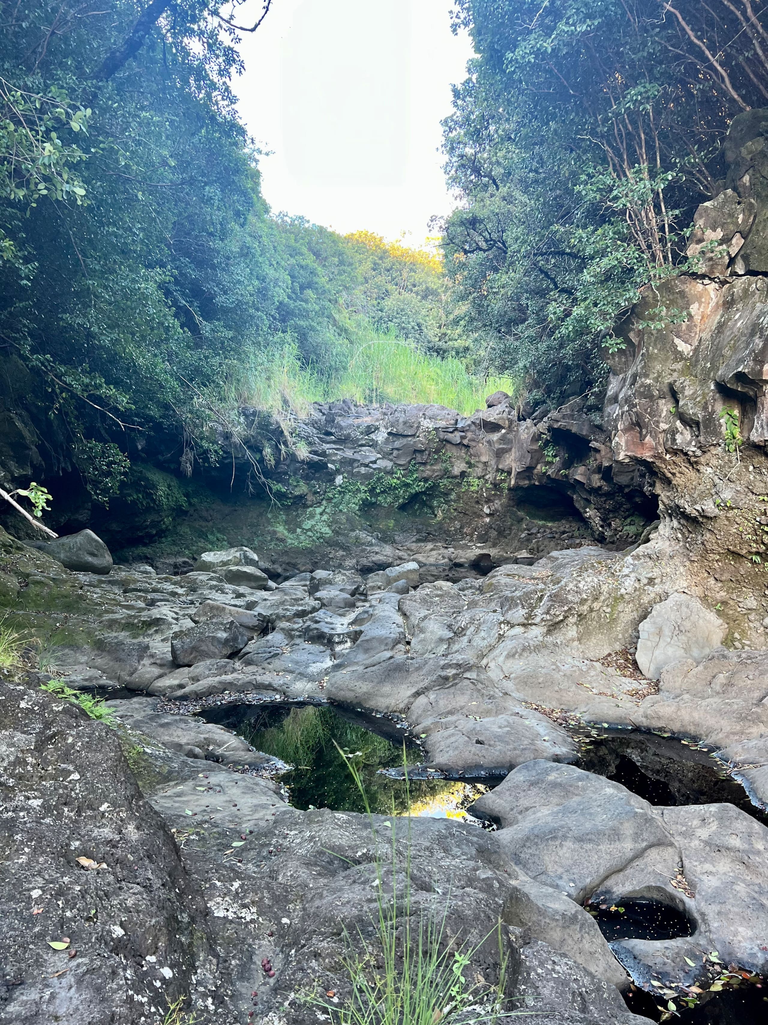 Aloha Nature Lovers - Photo 23