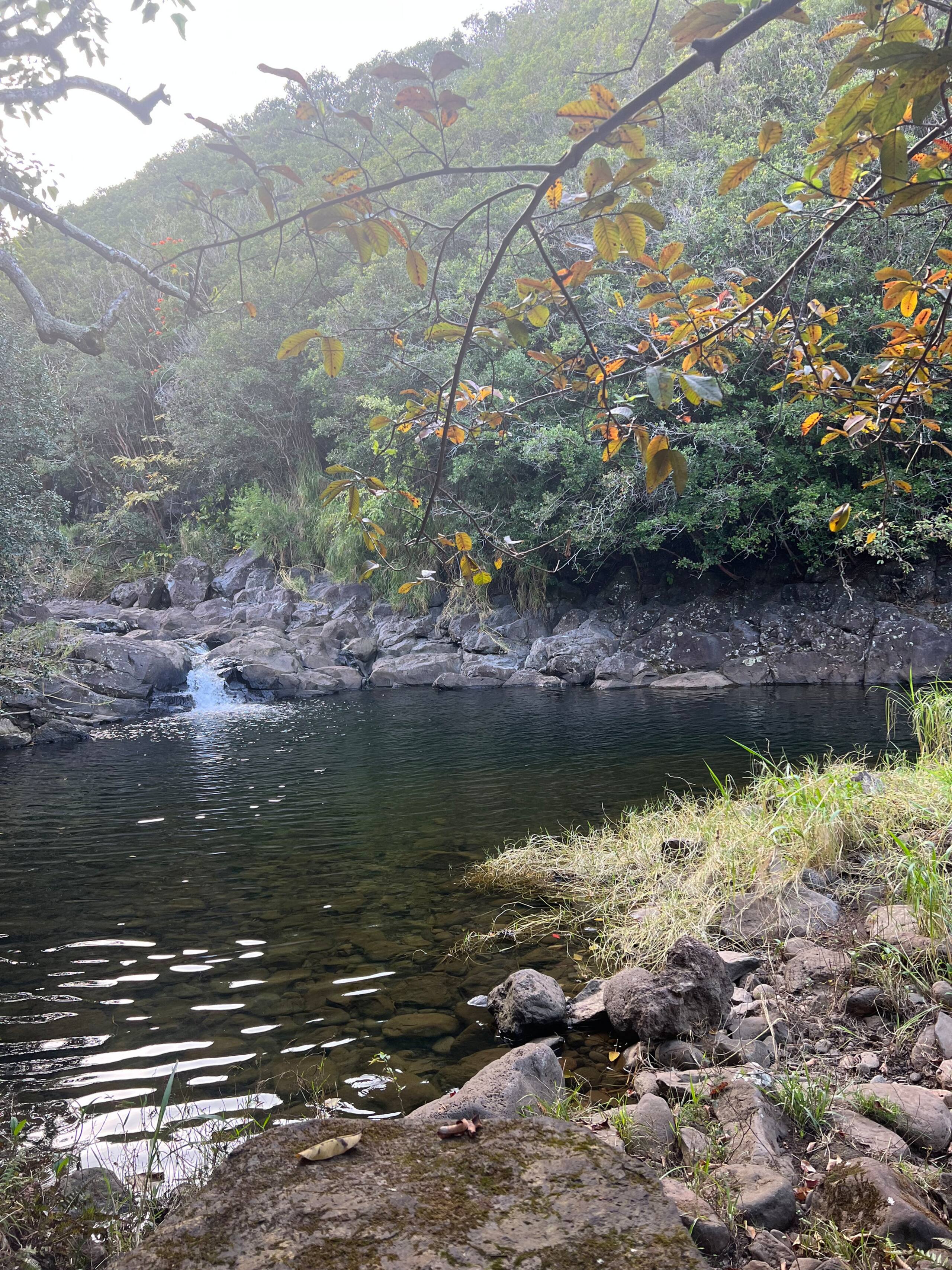 Aloha Nature Lovers - Photo 27