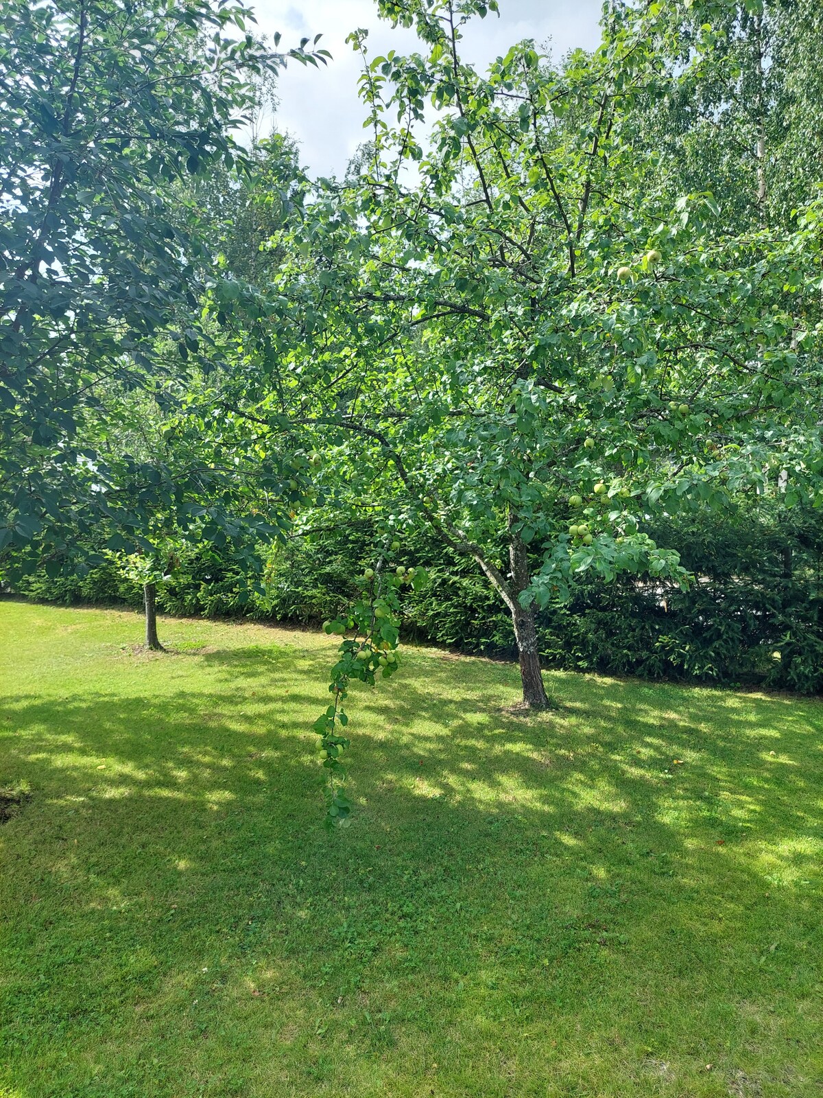 A lush green lawn is complemented by trees in a serene outdoor space. Sunlight dapples through the foliage, creating patterns on the grass. The area is surrounded by dense greenery, providing a sense of privacy and tranquility.